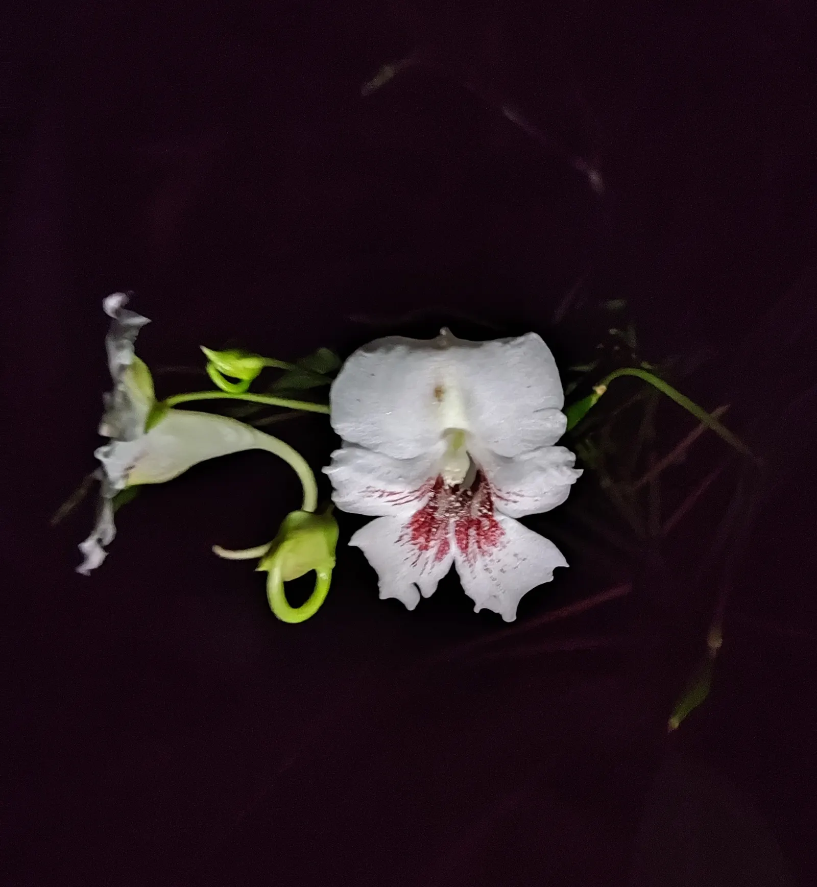 Jewelweed (Impatiens Capensis) — offering not only aesthetic appeal but also serving as a natural remedy for skin irritations; but is adaptable and, image 146