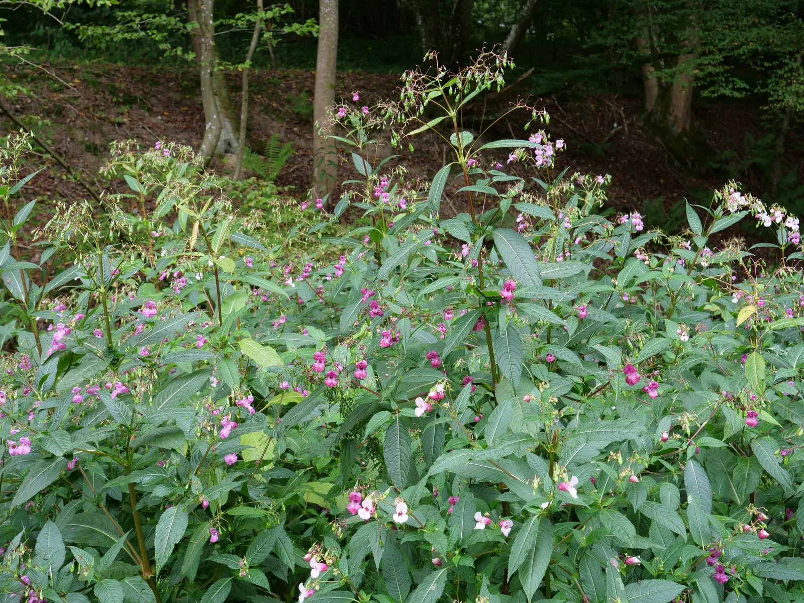 Jewelweed (Impatiens Capensis) — which adds a functional aspect to its presence in a garden setting; also known as Touch-Me-Not, image 122