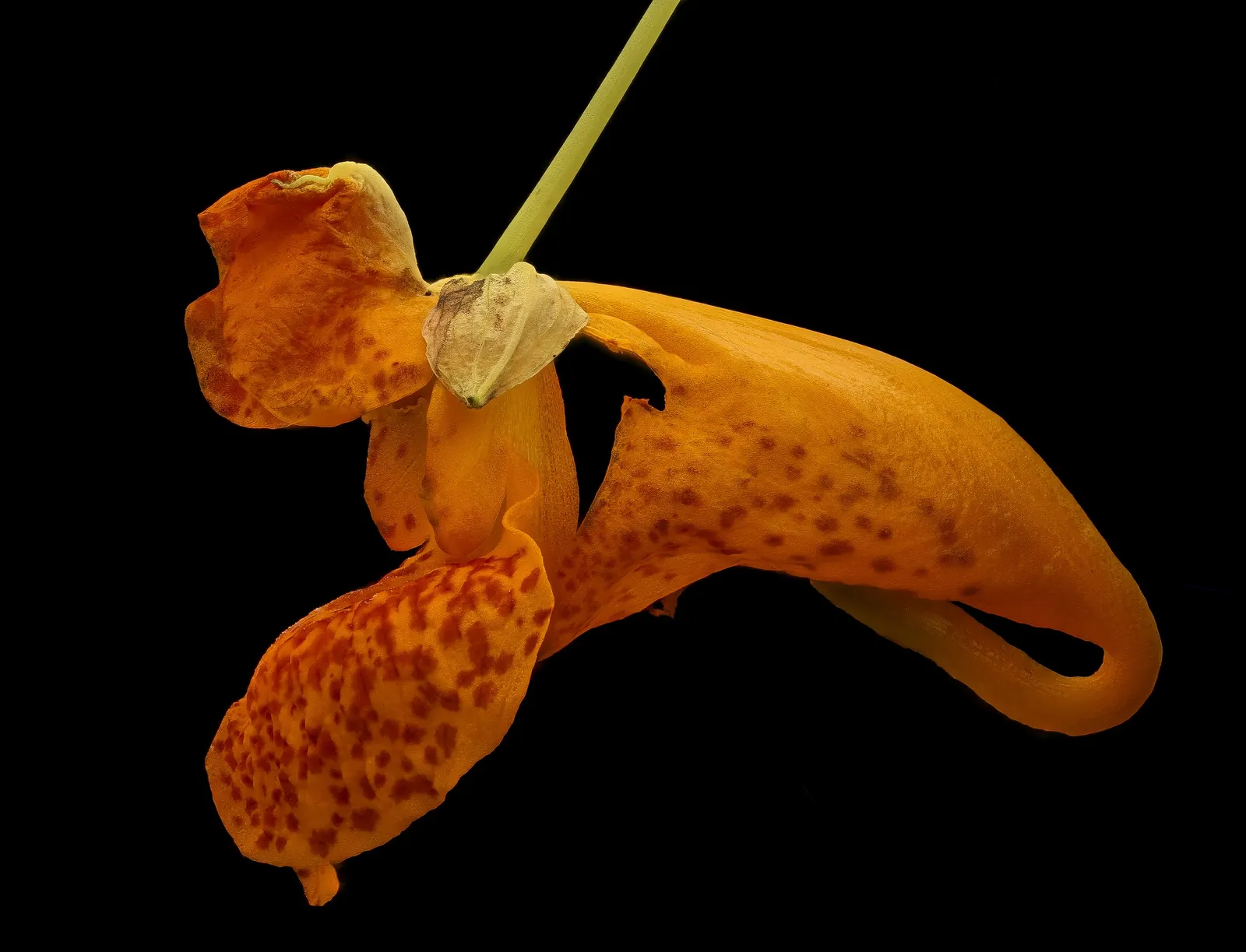 Jewelweed (Impatiens Capensis) — offering not only aesthetic appeal but also serving as a natural remedy for skin irritations
