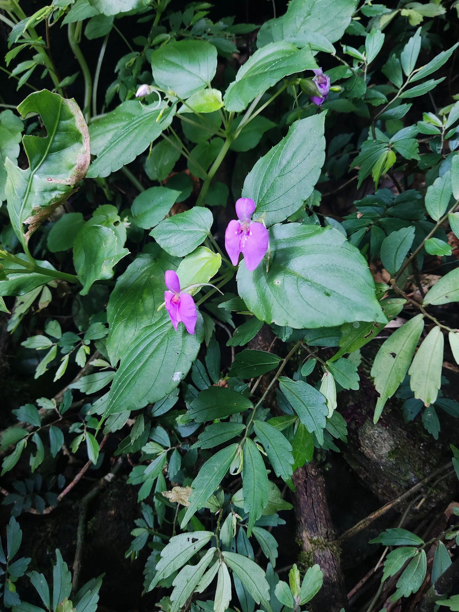 Jewelweed (Impatiens Capensis) — It's an excellent choice for naturalized areas; its natural habitat includes stream banks and moist woodlands, image 170