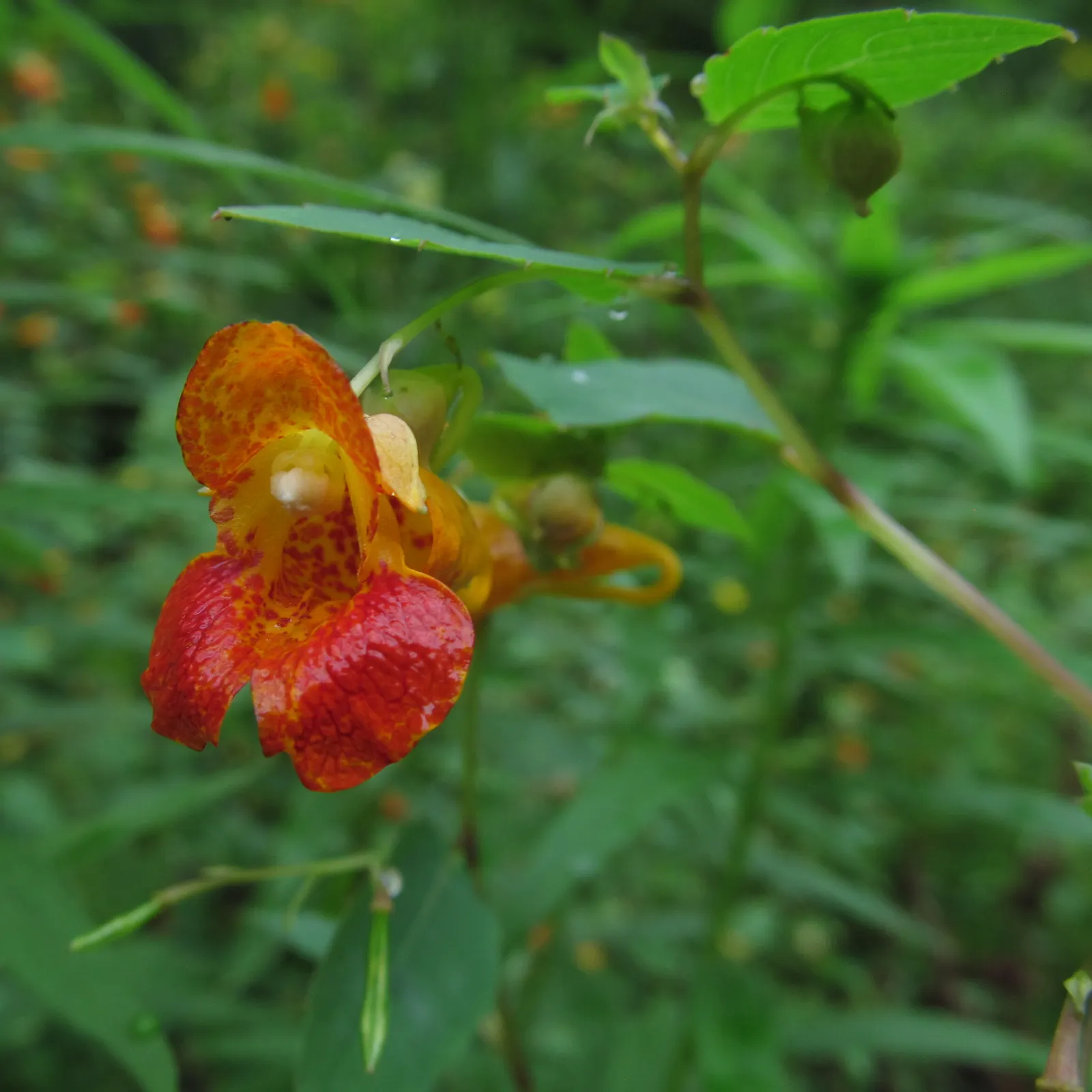 Jewelweed (Impatiens Capensis) — annual for half or shade; which adds a functional aspect to its presence in a garden setting, image 75