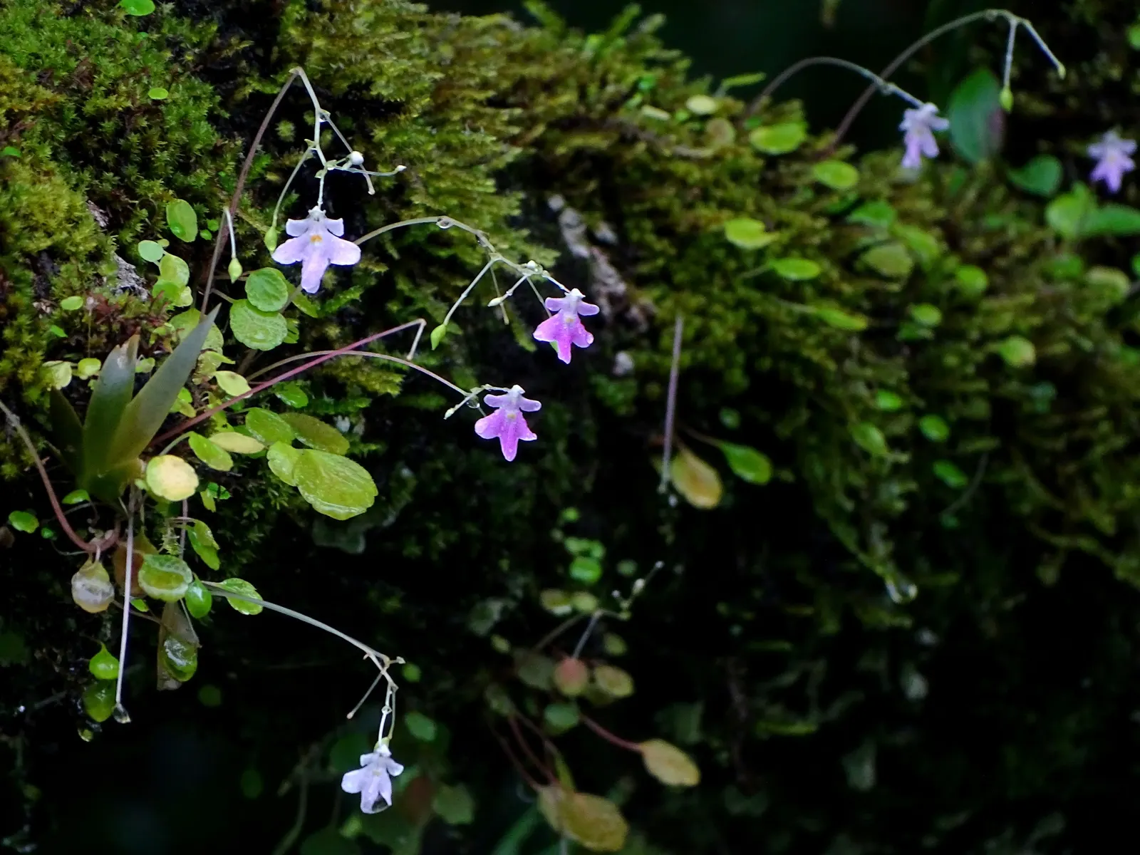 Jewelweed (Impatiens Capensis) — dispersing seeds up to several feet away; particularly in wet or shady areas, image 116