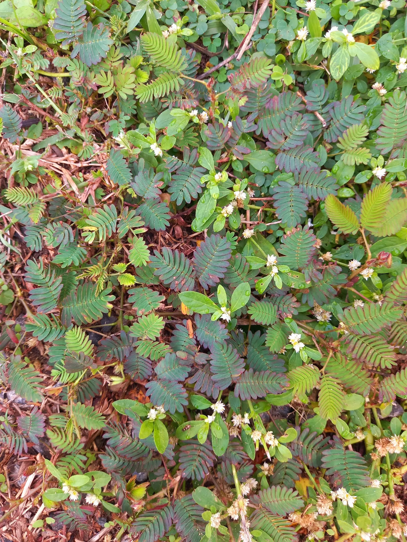 Jewelweed (Impatiens Capensis) — annual with orange blooms; another intriguing feature is its seed pods which burst open when touched, image 99
