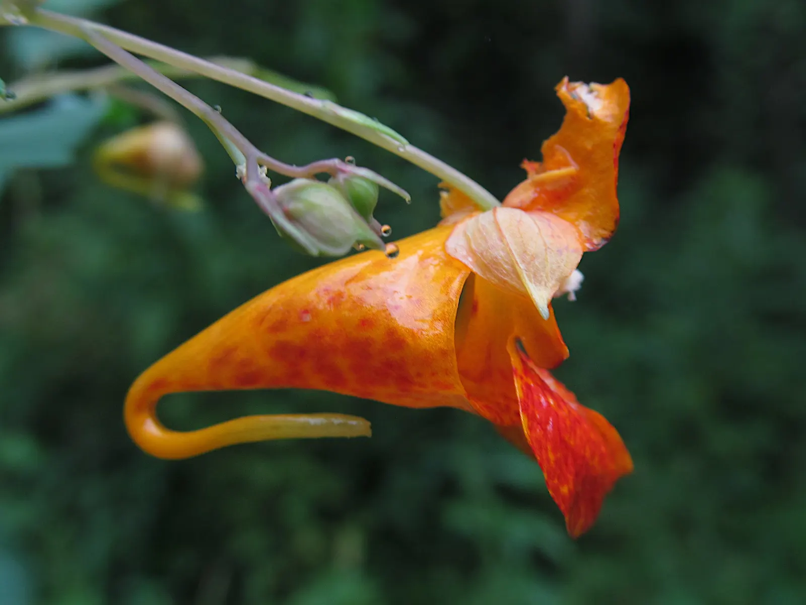 Jewelweed (Impatiens Capensis) — annual with orange blooms; another intriguing feature is its seed pods which burst open when touched