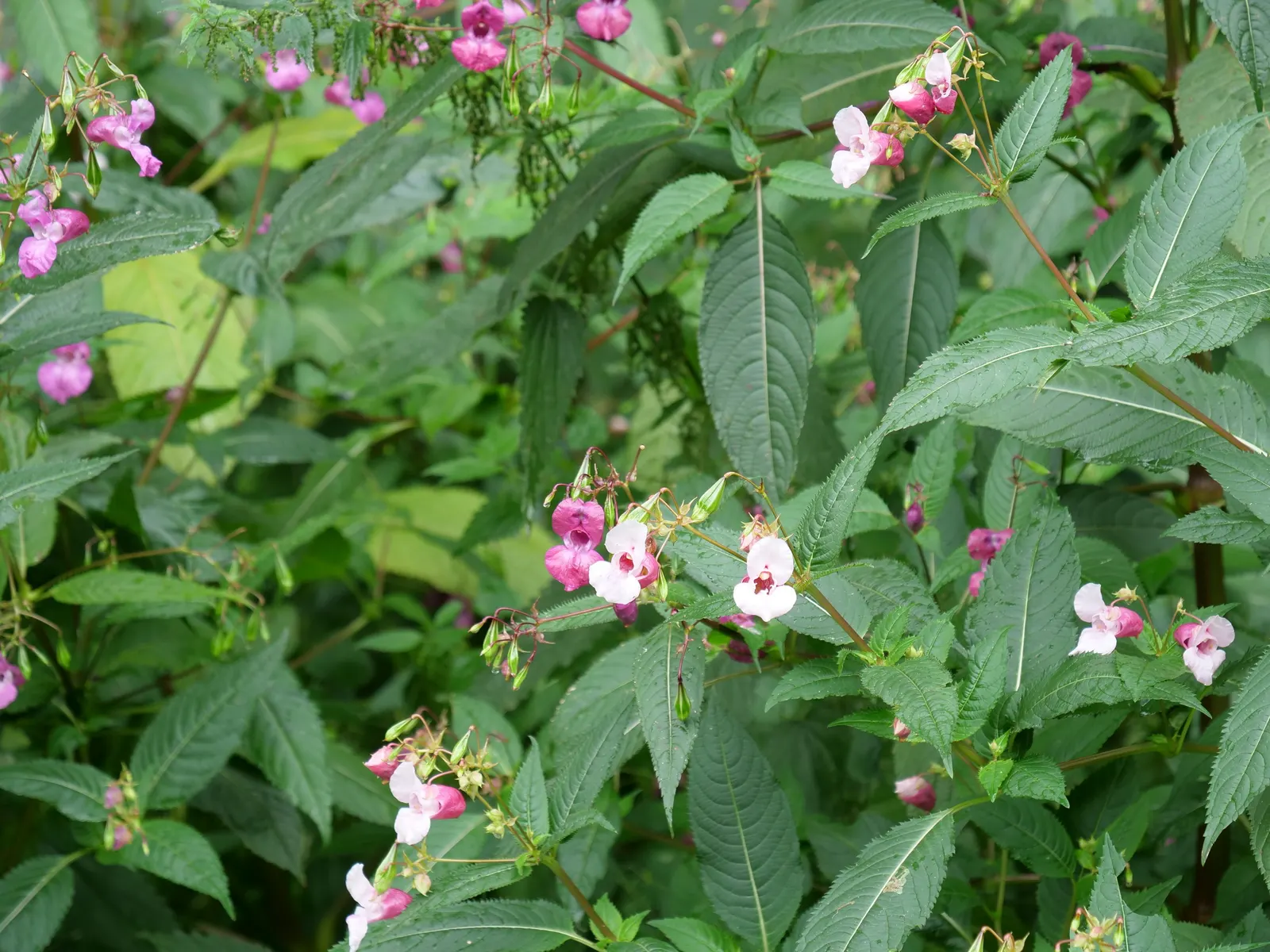 Jewelweed (Impatiens Capensis) — offering not only aesthetic appeal but also serving as a natural remedy for skin irritations; but is adaptable and, image 71
