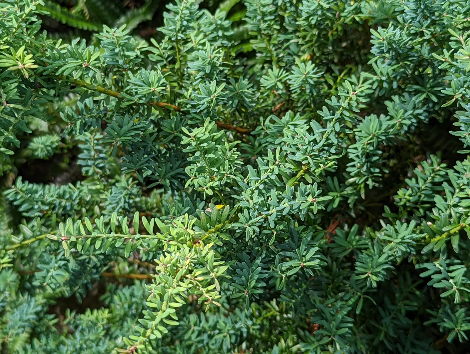 Prostrate Yew Pine (Podocarpus Lawrencei) — scientifically referred to as Podocarpus lawrencei 'Red Tip'