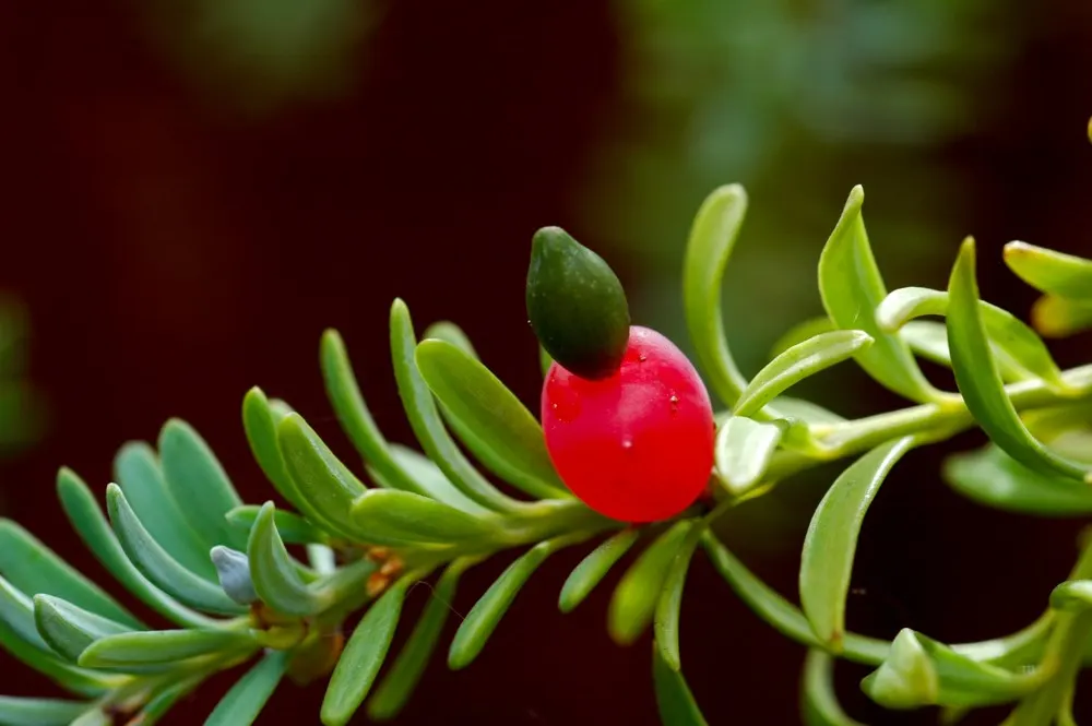 Prostrate Yew Pine (Podocarpus Lawrencei) — Hardy and low-maintenance, it grows up to 1 foot tall with a spread of 4-5 feet