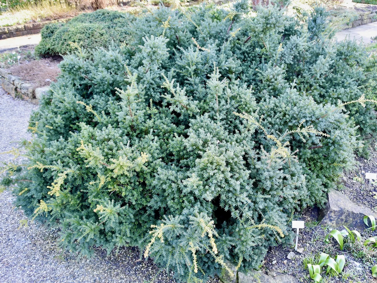 Prostrate Yew Pine (Podocarpus Lawrencei) — Native to Tasmania, it thrives in USDA zones 7-11, appreciating partial to full sun