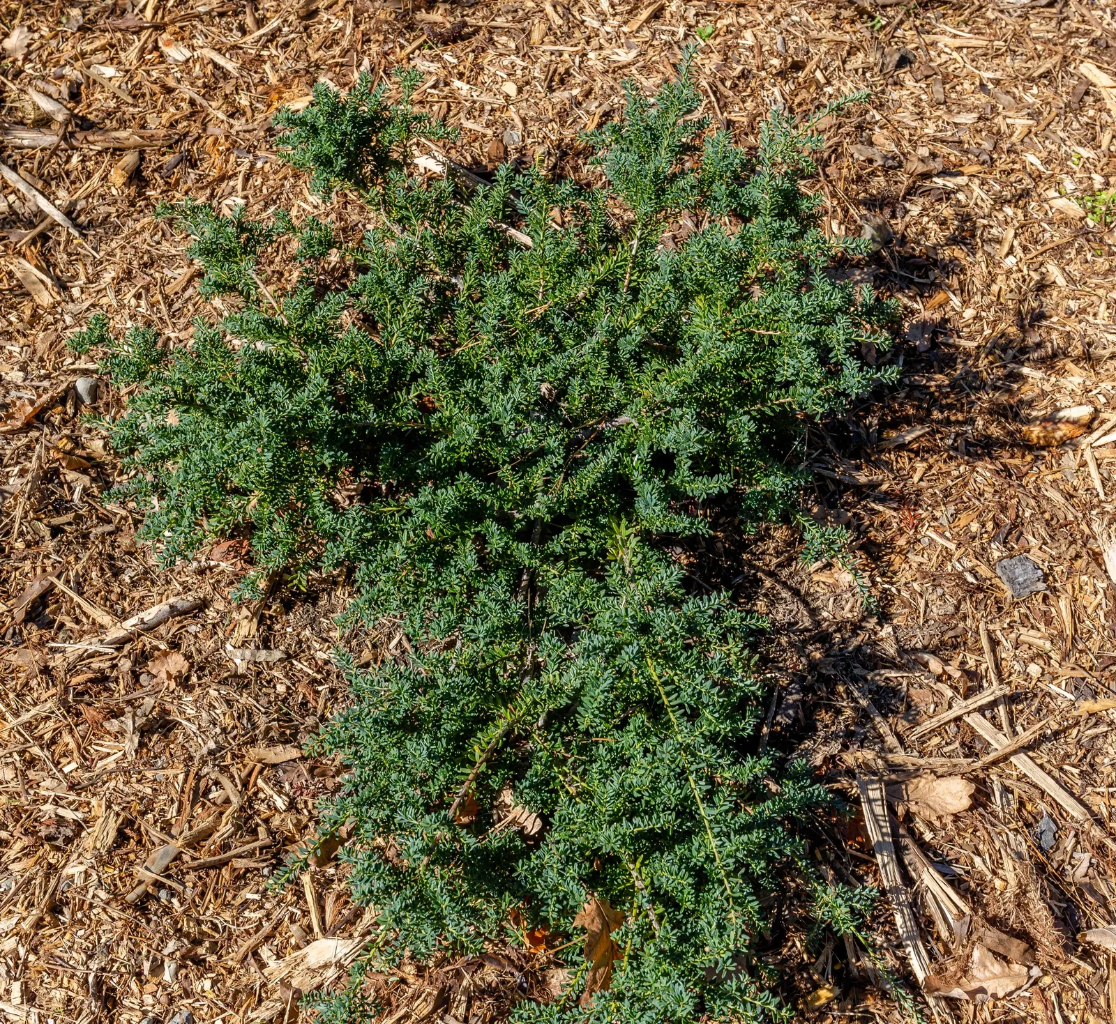 Prostrate Yew Pine (Podocarpus Lawrencei) — Its needle-like, dark green foliage adds year-round texture