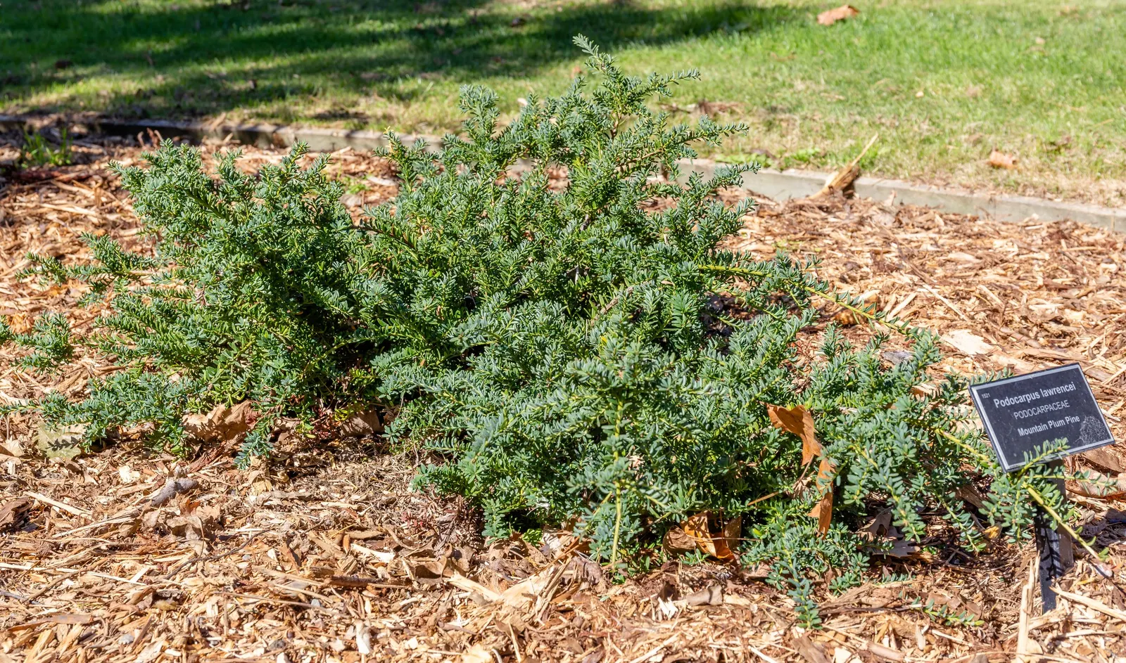 Prostrate Yew Pine (Podocarpus Lawrencei) — Drought-tolerant once established, it requires well-drained soils and minimal pruning to flourish