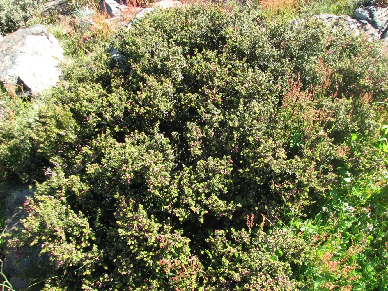 Prostrate Yew Pine (Podocarpus Lawrencei) — The Prostrate Yew Pine (Podocarpus lawrencei) is a versatile evergreen shrub