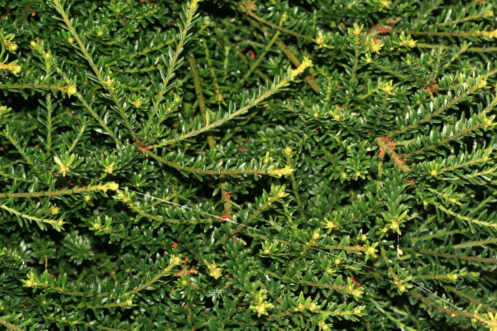 Prostrate Yew Pine (Podocarpus Lawrencei) — perfect for ground covers or rockeries