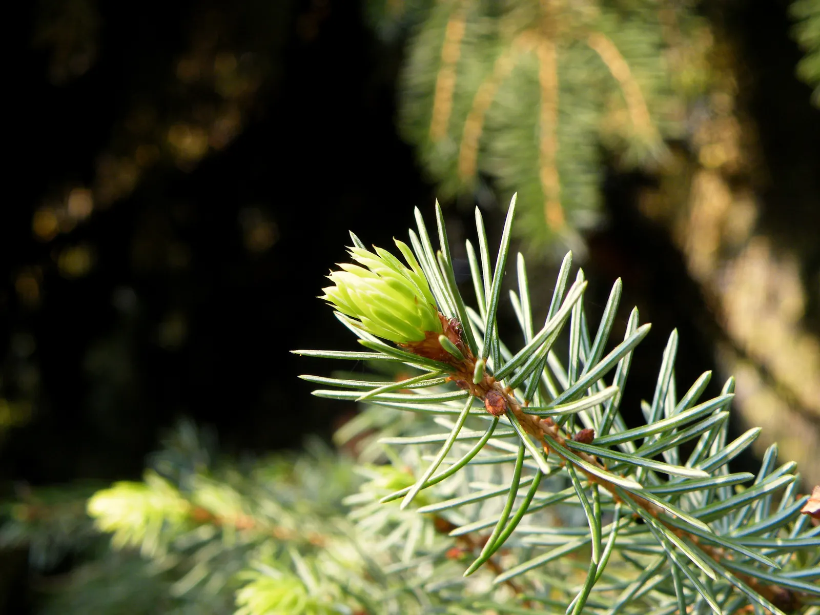 Serbian Spruce (Picea Omorika) — Zone 4-7 hardy, it thrives in full sun to partial shade; serbian Spruce typically reaches a height of 50 to 60, image 58