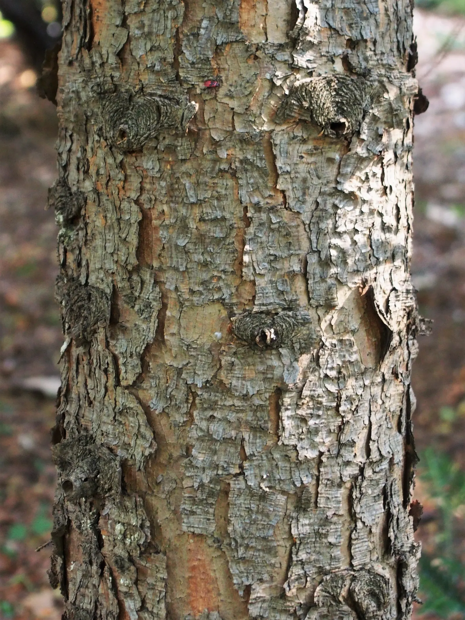 Serbian Spruce (Picea Omorika) — making it an exquisite choice for vertical accent in landscape design