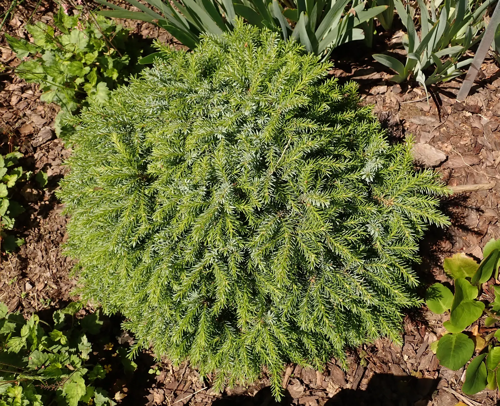 Serbian Spruce (Picea Omorika) — Zone 4-7 hardy, it thrives in full sun to partial shade; serbian Spruce typically reaches a height of 50 to 60 feet with a