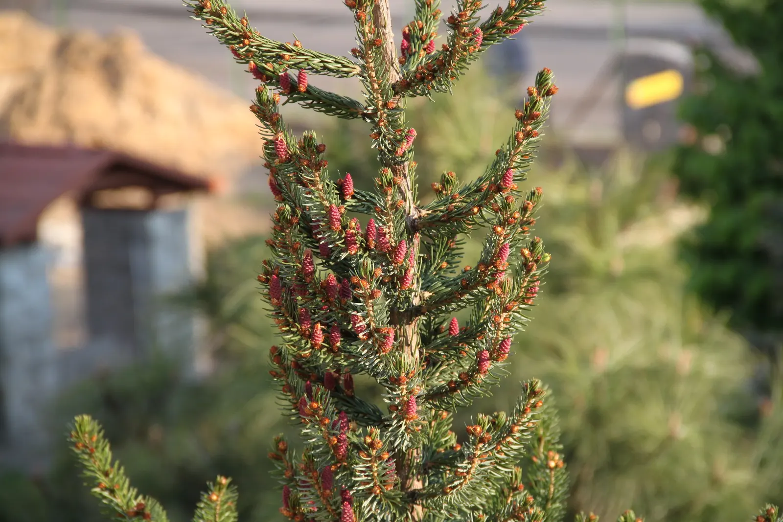 Serbian Spruce (Picea Omorika) — highly prized in landscape design for its graceful form and rich texture