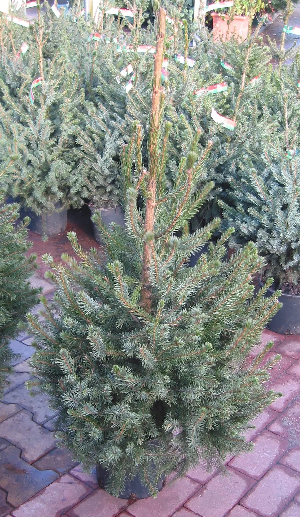 Serbian Spruce (Picea Omorika) — highly prized in landscape design for its graceful form and rich texture; slender conifer reaching 50-60 feet in height with a
