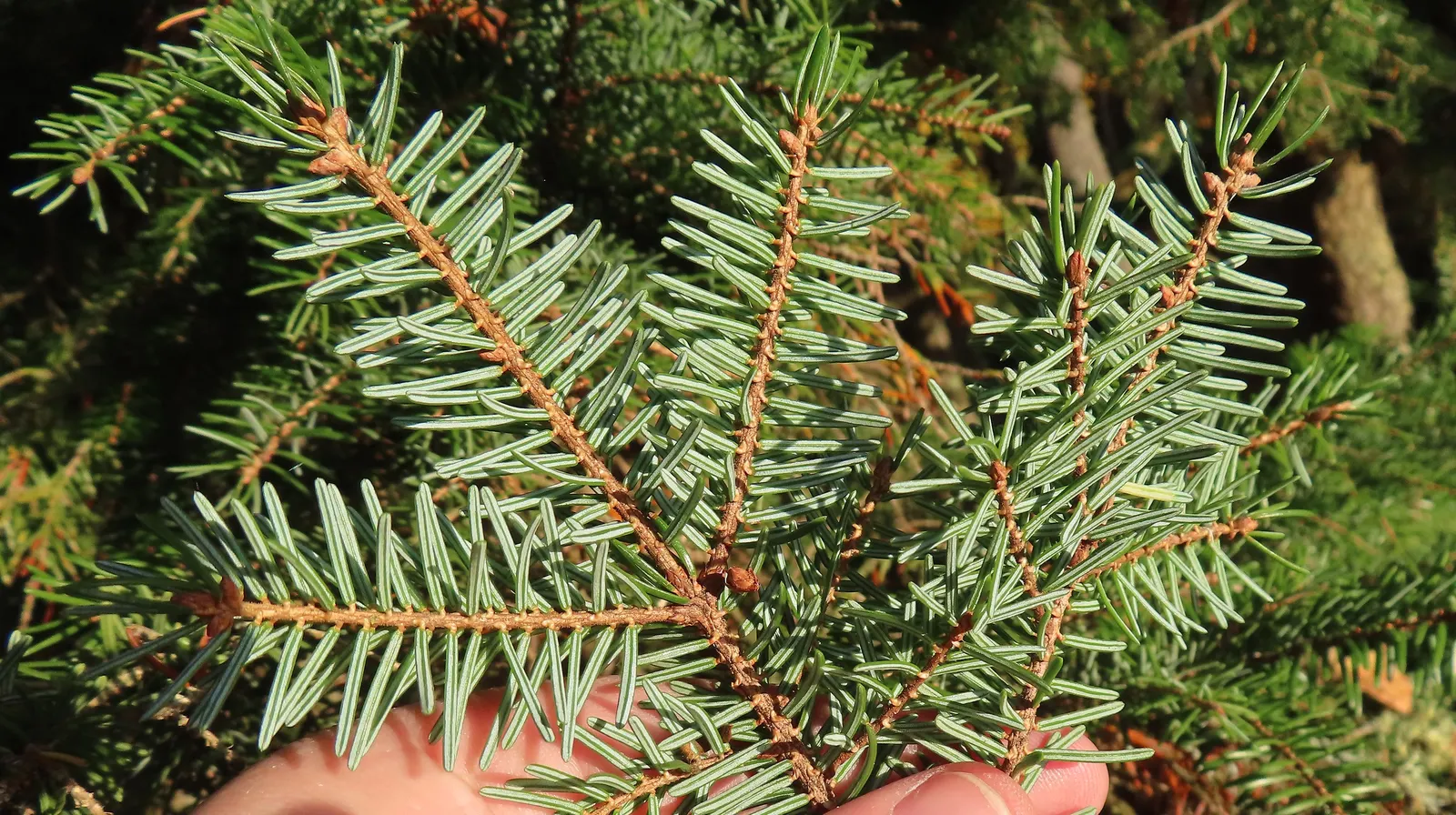 Serbian Spruce (Picea Omorika) — Its resistance to pests and disease further contributes to its desirability for garden settings; its dark green needles