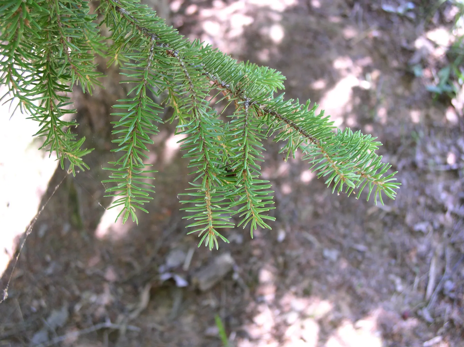 Serbian Spruce (Picea Omorika) — moderately drought-tolerant; the Serbian Spruce is a compelling choice for both formal and informal landscapes, image 56
