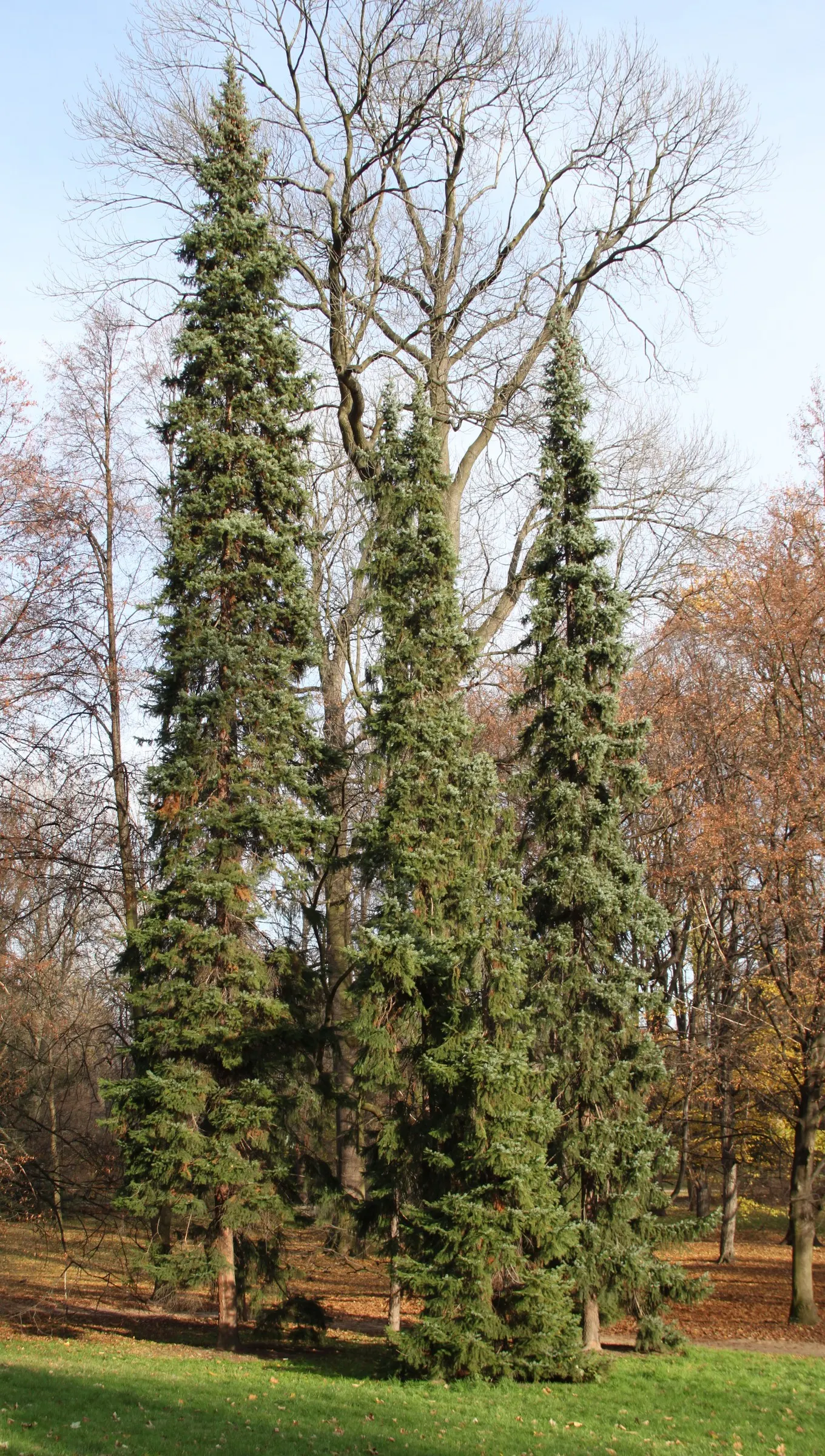 Serbian Spruce (Picea Omorika) — creating a shimmering effect; this spruce is adaptable to varying soil conditions