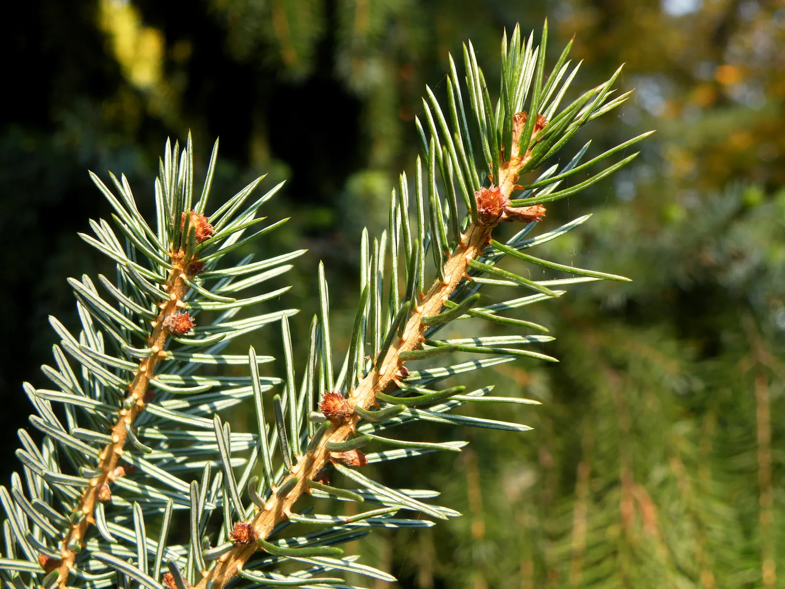 Serbian Spruce (Picea Omorika) — this spruce offers year-round interest with its glossy