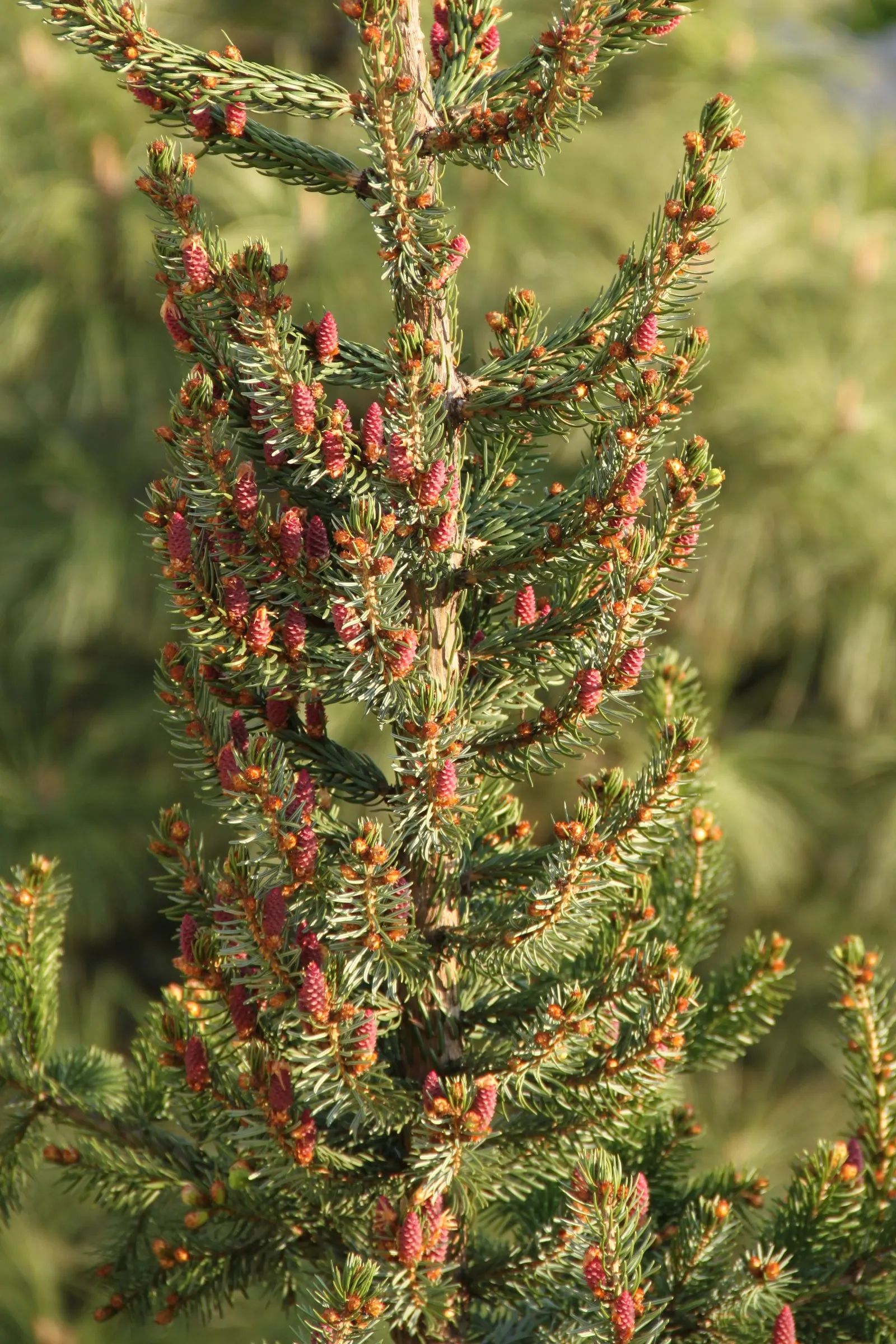 Serbian Spruce (Picea Omorika) — Picea omorika tolerates cold climates well but may struggle in hot and dry conditions