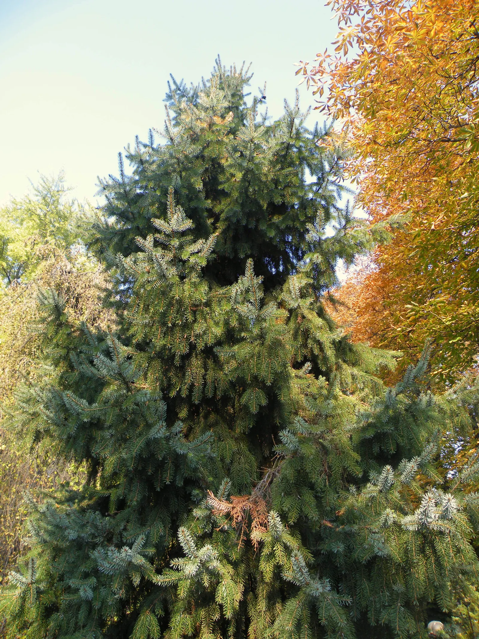 Serbian Spruce (Picea Omorika) — creating a shimmering effect