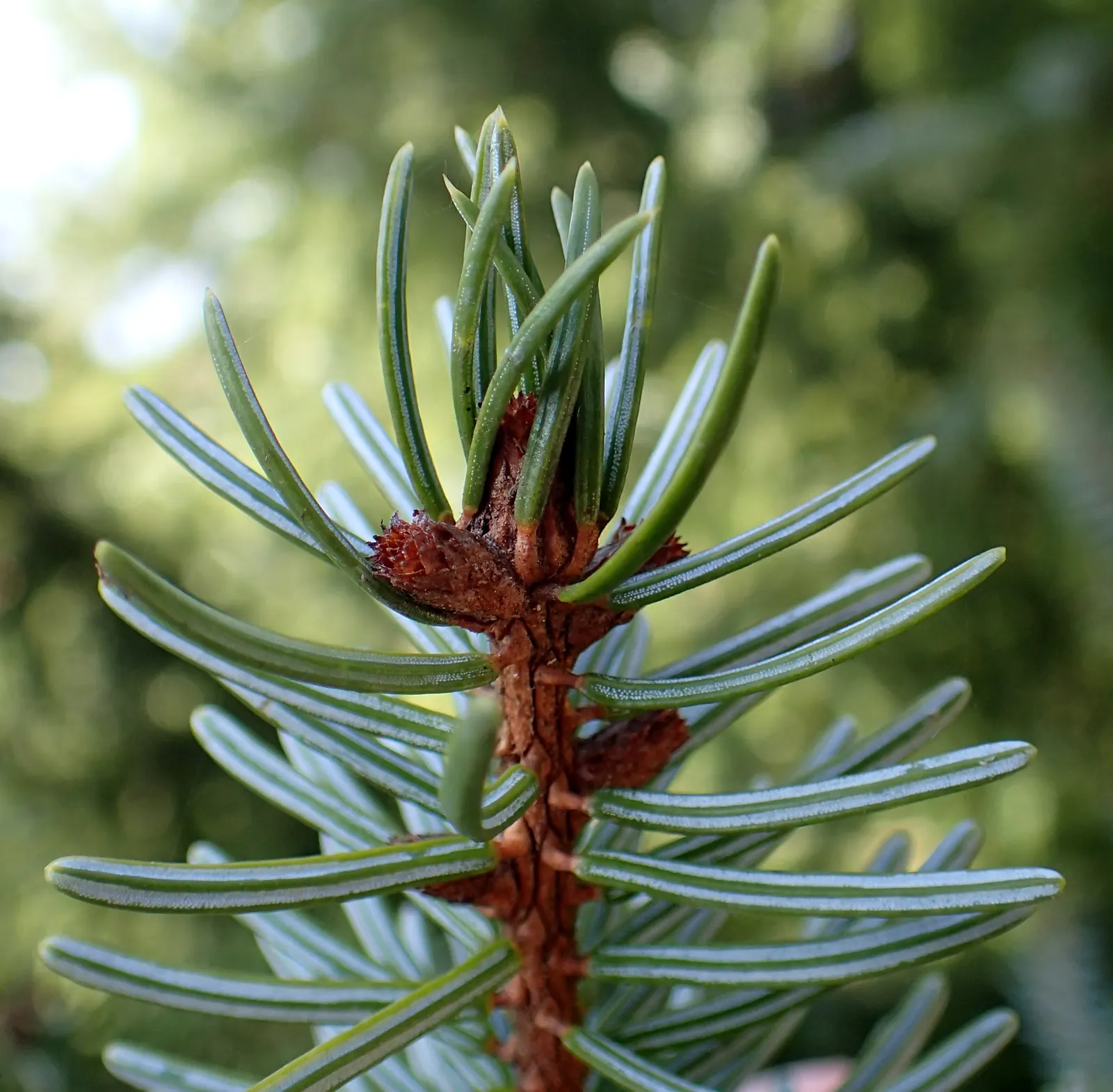 Serbian Spruce (Picea Omorika) — the Serbian Spruce is a compelling choice for both formal and informal landscapes; slightly acidic to neutral pH levels are
