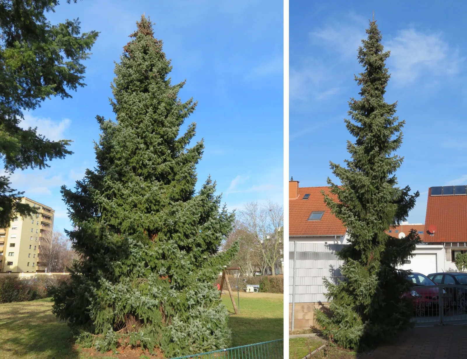 Serbian Spruce (Picea Omorika) — moderately drought-tolerant; the Serbian Spruce is a compelling choice for both formal and informal landscapes