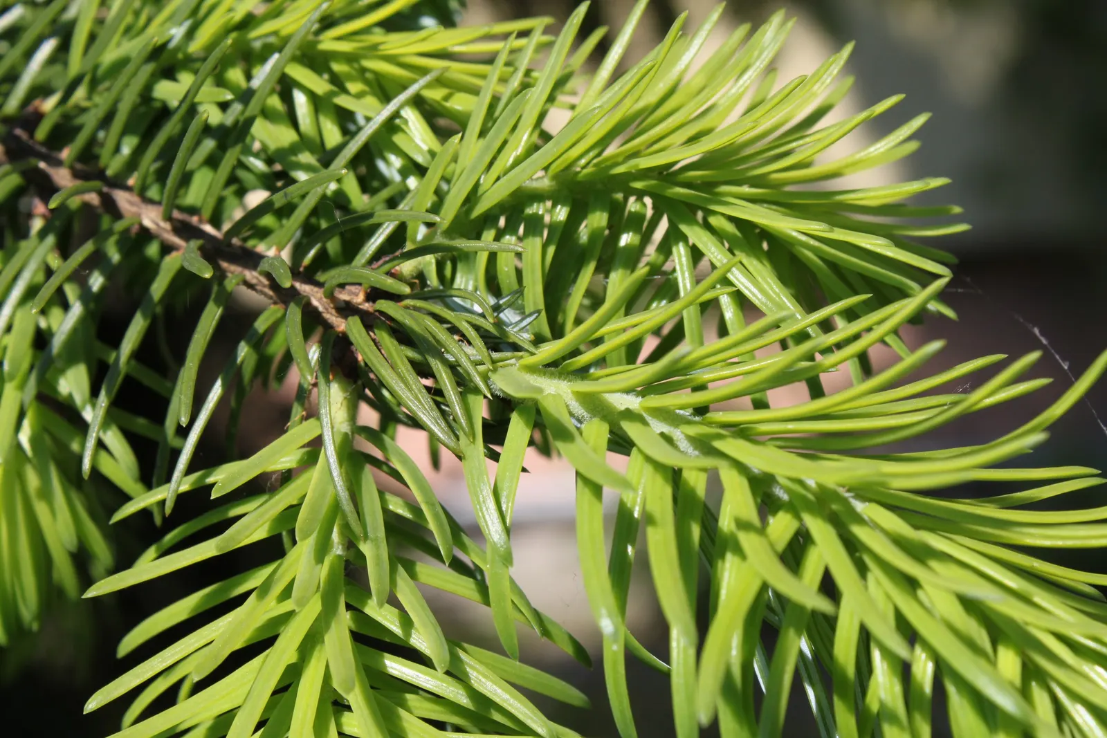 Serbian Spruce (Picea Omorika) — Native to the Balkan Peninsula; highly prized in landscape design for its graceful form and rich texture