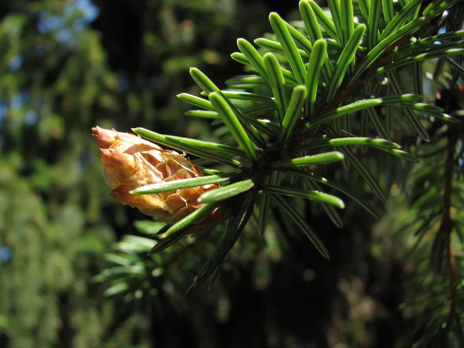 Serbian Spruce (Picea Omorika) — making it an exquisite choice for vertical accent in landscape design; zone 4-7 hardy, it thrives in full sun to, image 57