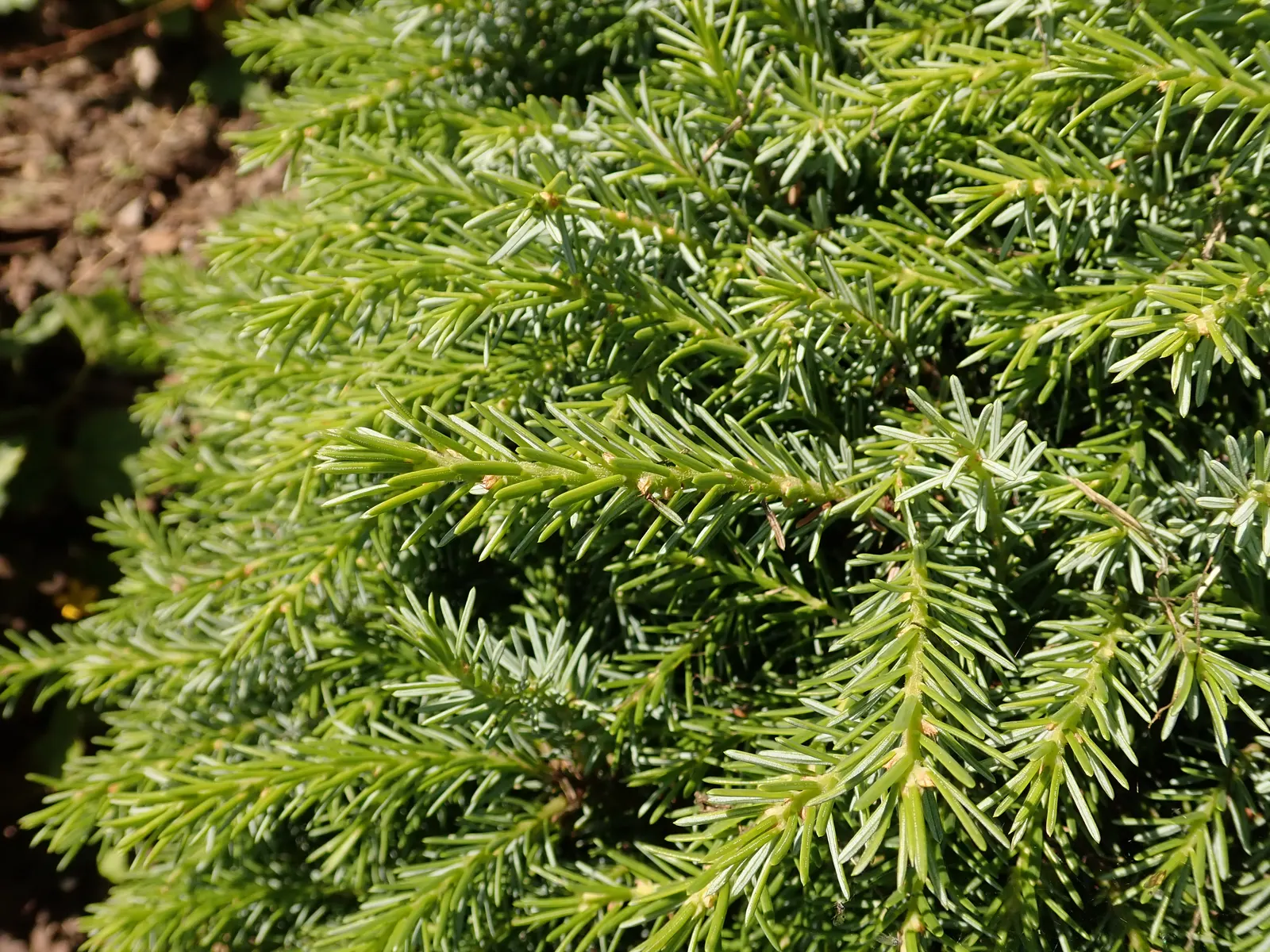 Serbian Spruce (Picea Omorika) — Zone 4-7 hardy, it thrives in full sun to partial shade