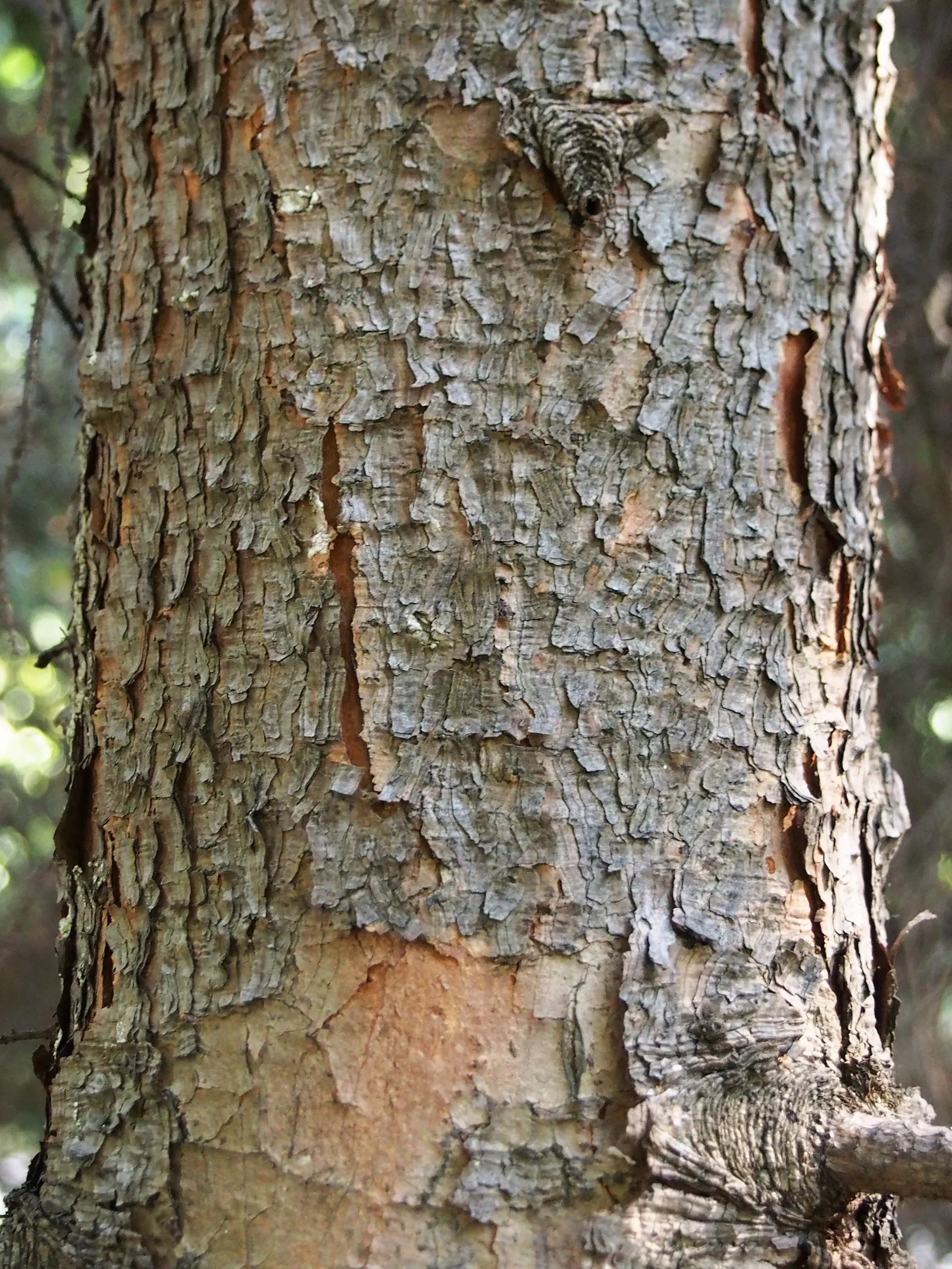 Serbian Spruce (Picea Omorika) — is an elegant and slender conifer; adding about 12 to 24 inches annually