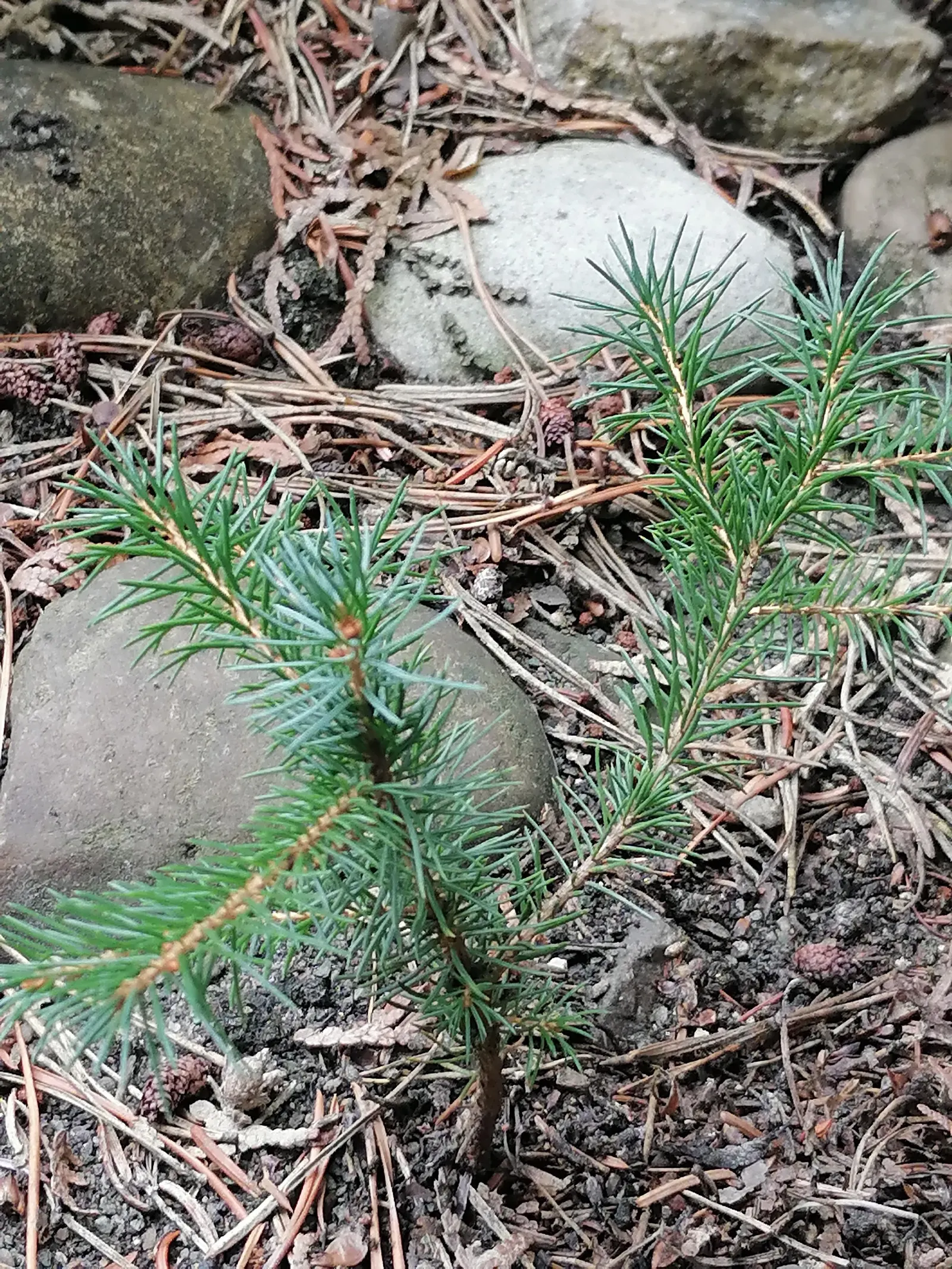 Serbian Spruce (Picea Omorika) — slender conifer reaching 50-60 feet in height with a narrow spread of 15-20 feet; moderately drought-tolerant, image 53