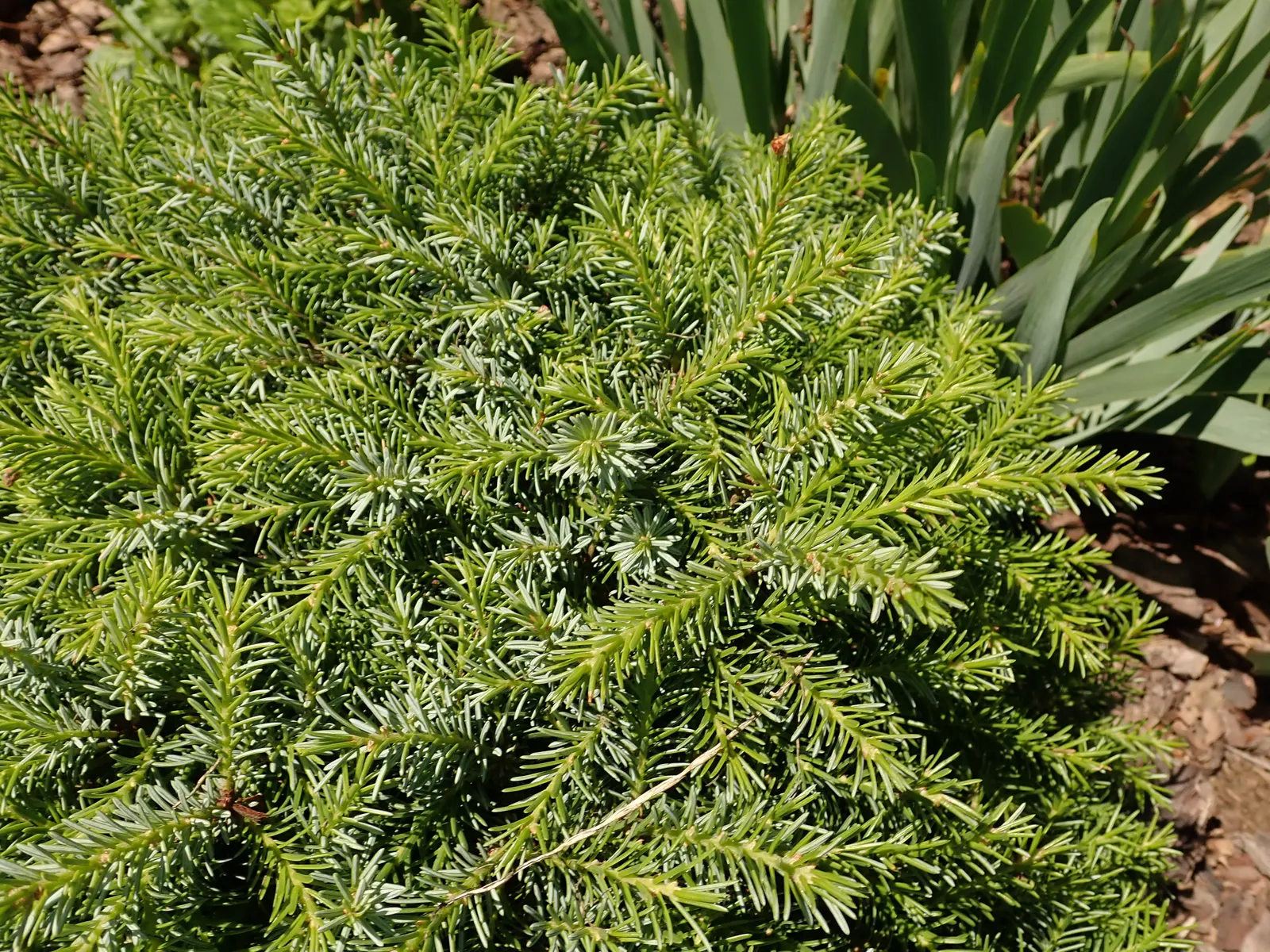 Serbian Spruce (Picea Omorika) — Serbian Spruce typically reaches a height of 50 to 60 feet with a narrow canopy spread of 15 to 20 feet; this spruce offers