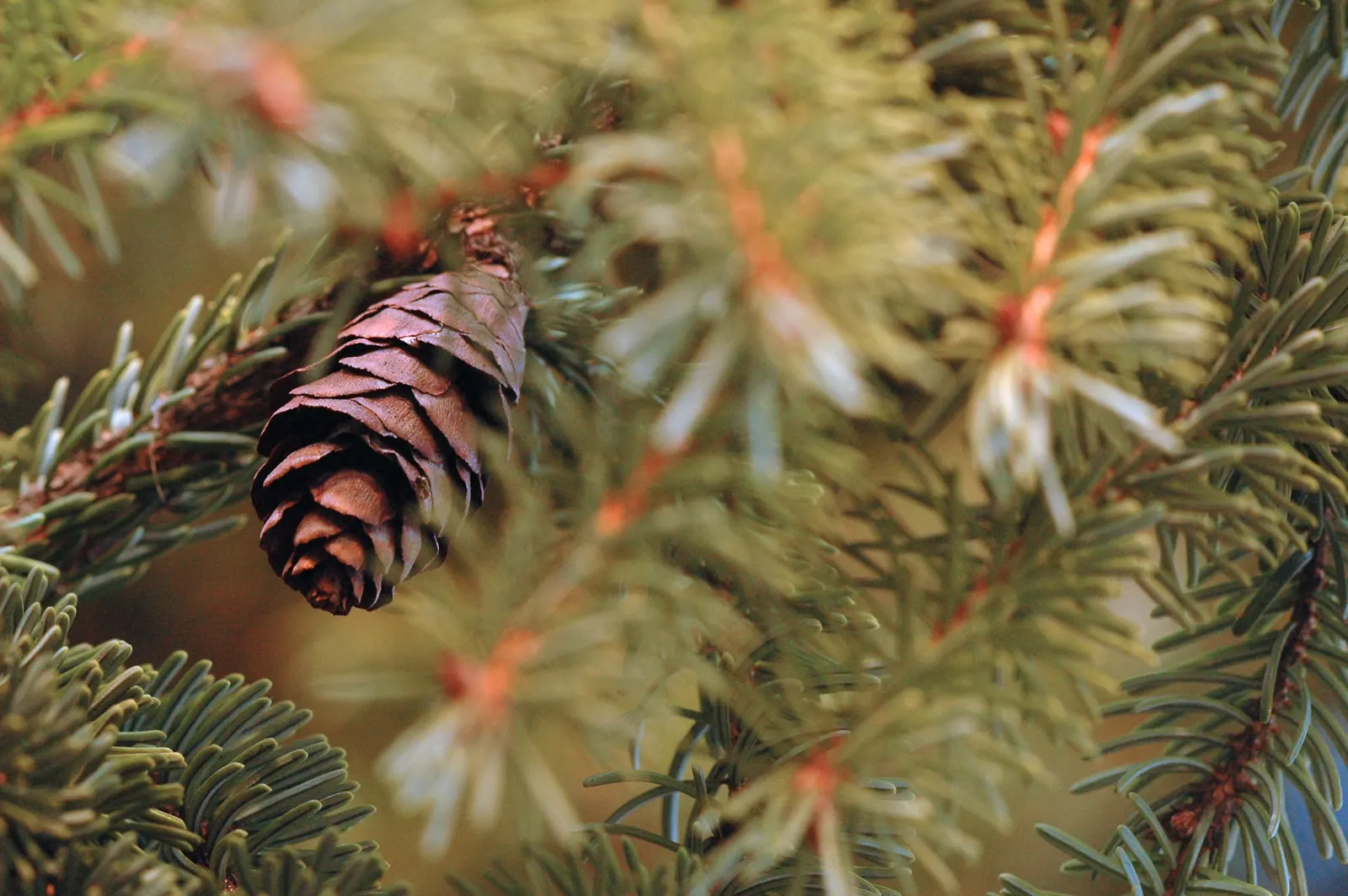 Serbian Spruce (Picea Omorika) — so consider this when incorporating it into your landscape.<br><br>This tree exhibits a moderate growth rate