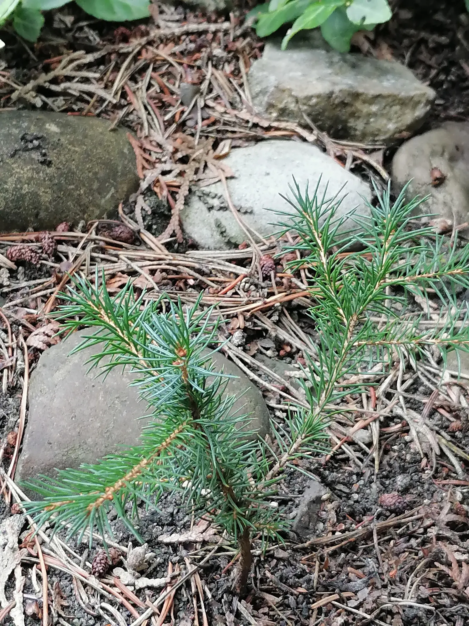 Serbian Spruce (Picea Omorika) — is an elegant and slender conifer; adding about 12 to 24 inches annually, image 59
