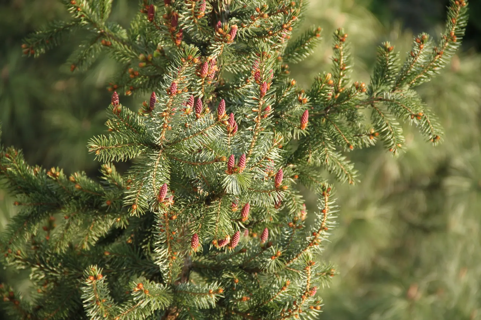 Serbian Spruce (Picea Omorika) — dark green needles that are accented by a distinctive silvery-blue underside; with minimal pruning required to, image 63