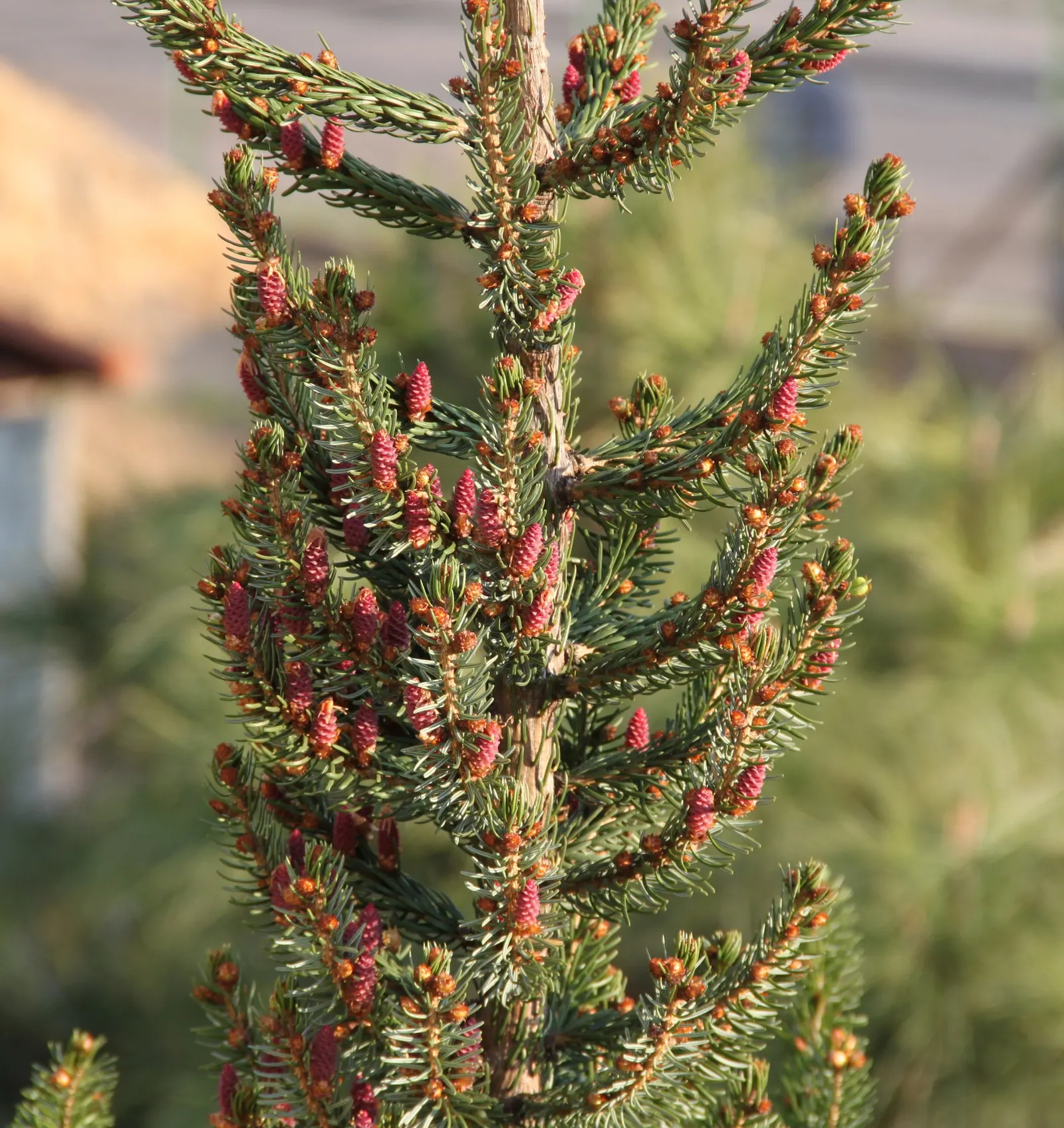 Serbian Spruce (Picea Omorika) — highly prized in landscape design for its graceful form and rich texture; slender conifer reaching 50-60 feet in, image 60