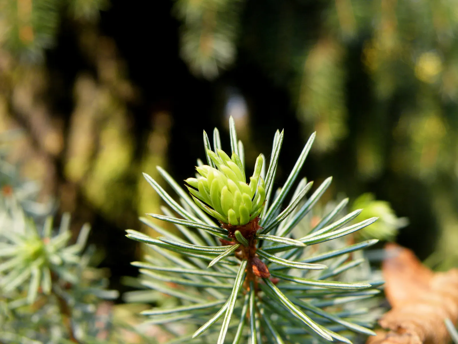 Serbian Spruce (Picea Omorika) — is an elegant and slender conifer