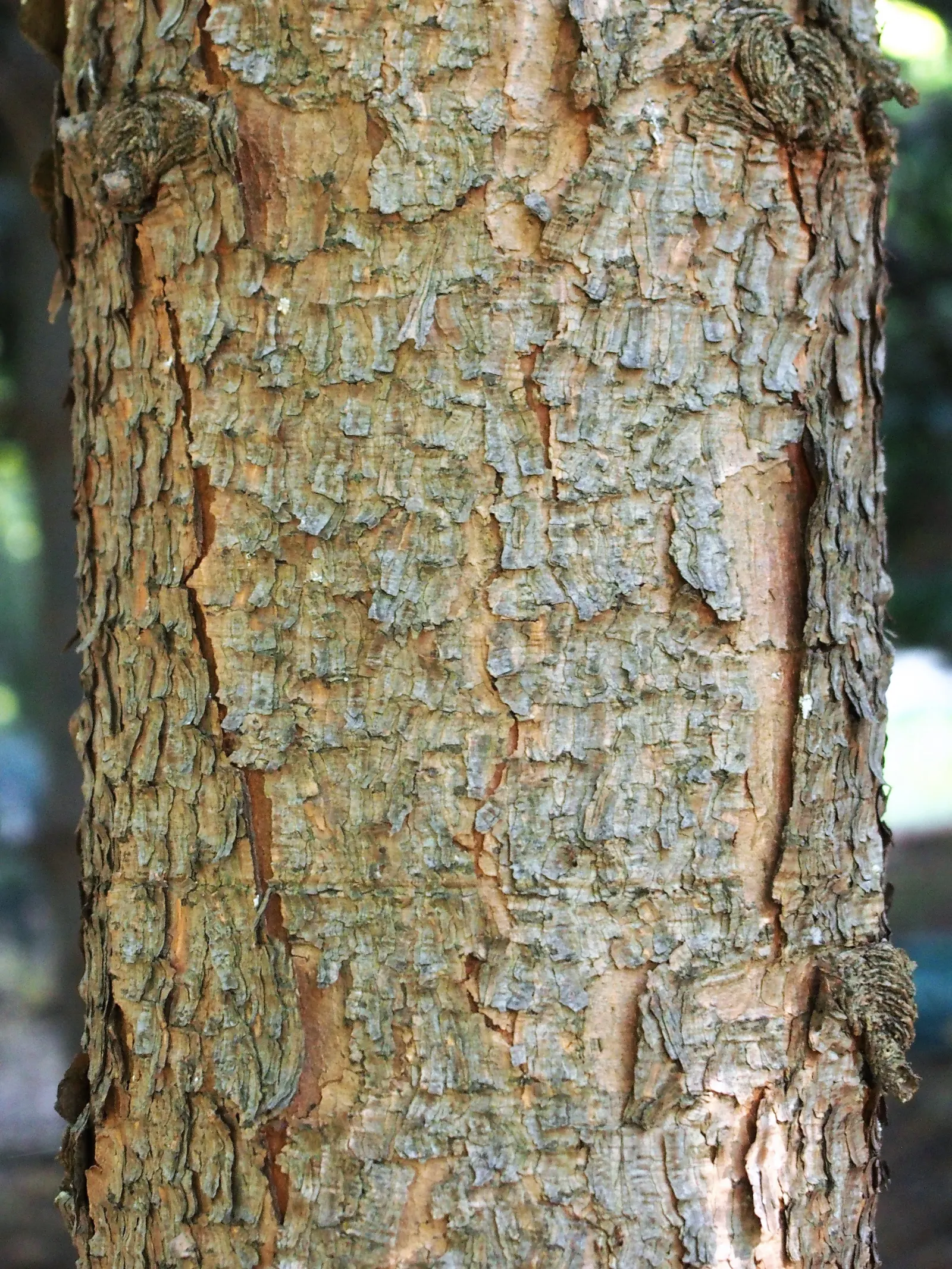 Serbian Spruce (Picea Omorika) — Its dark green needles exhibit silvery undersides, creating a shimmering effect; dark green needles that are accented by a