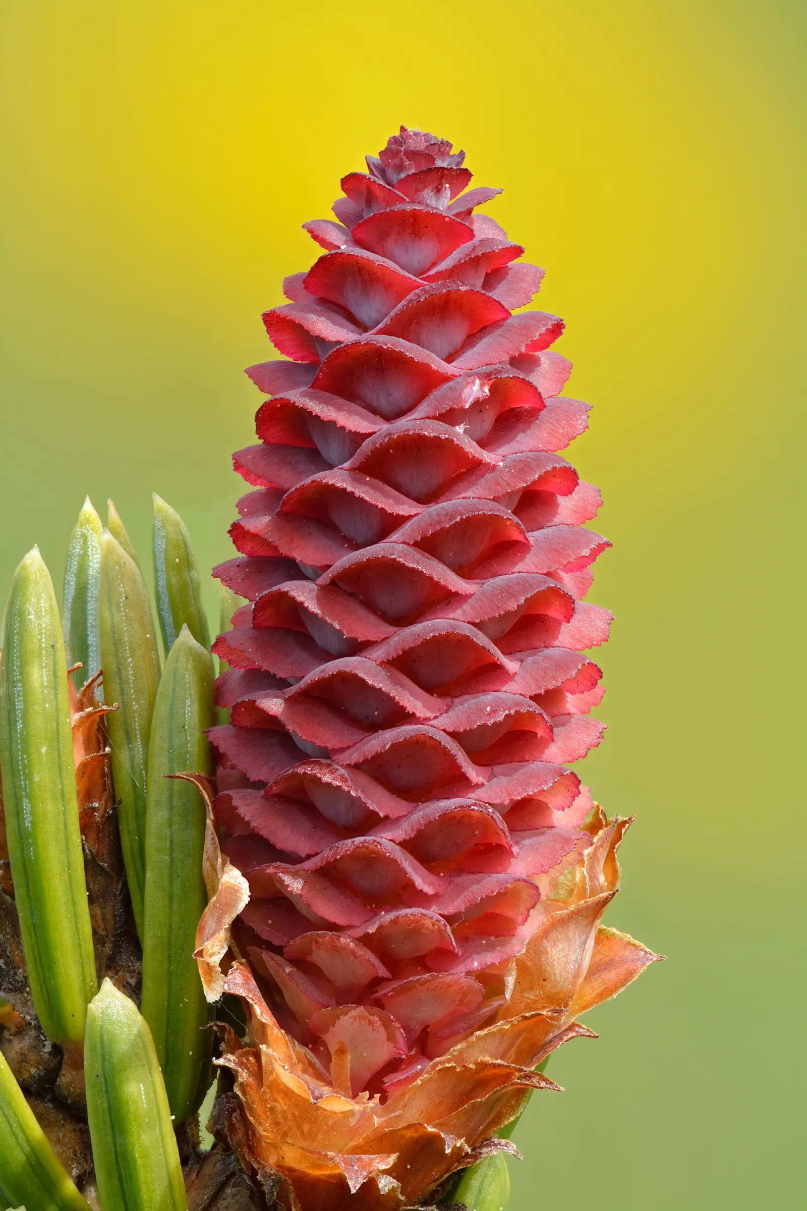 Serbian Spruce (Picea Omorika) — slender conifer reaching 50-60 feet in height with a narrow spread of 15-20 feet
