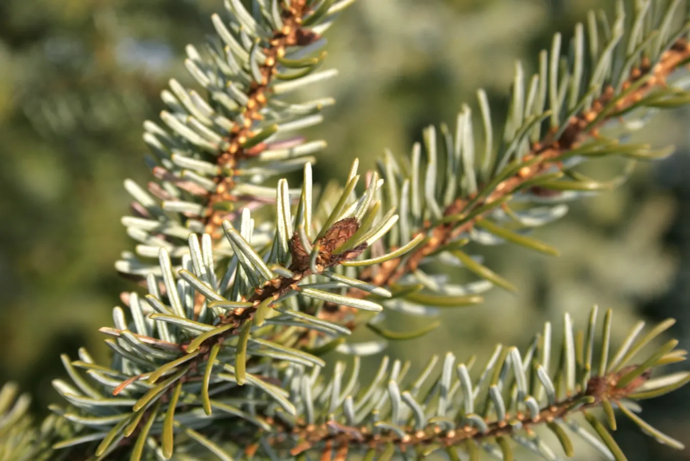 Serbian Spruce (Picea Omorika) — adding about 12 to 24 inches annually; is an elegant and slender conifer