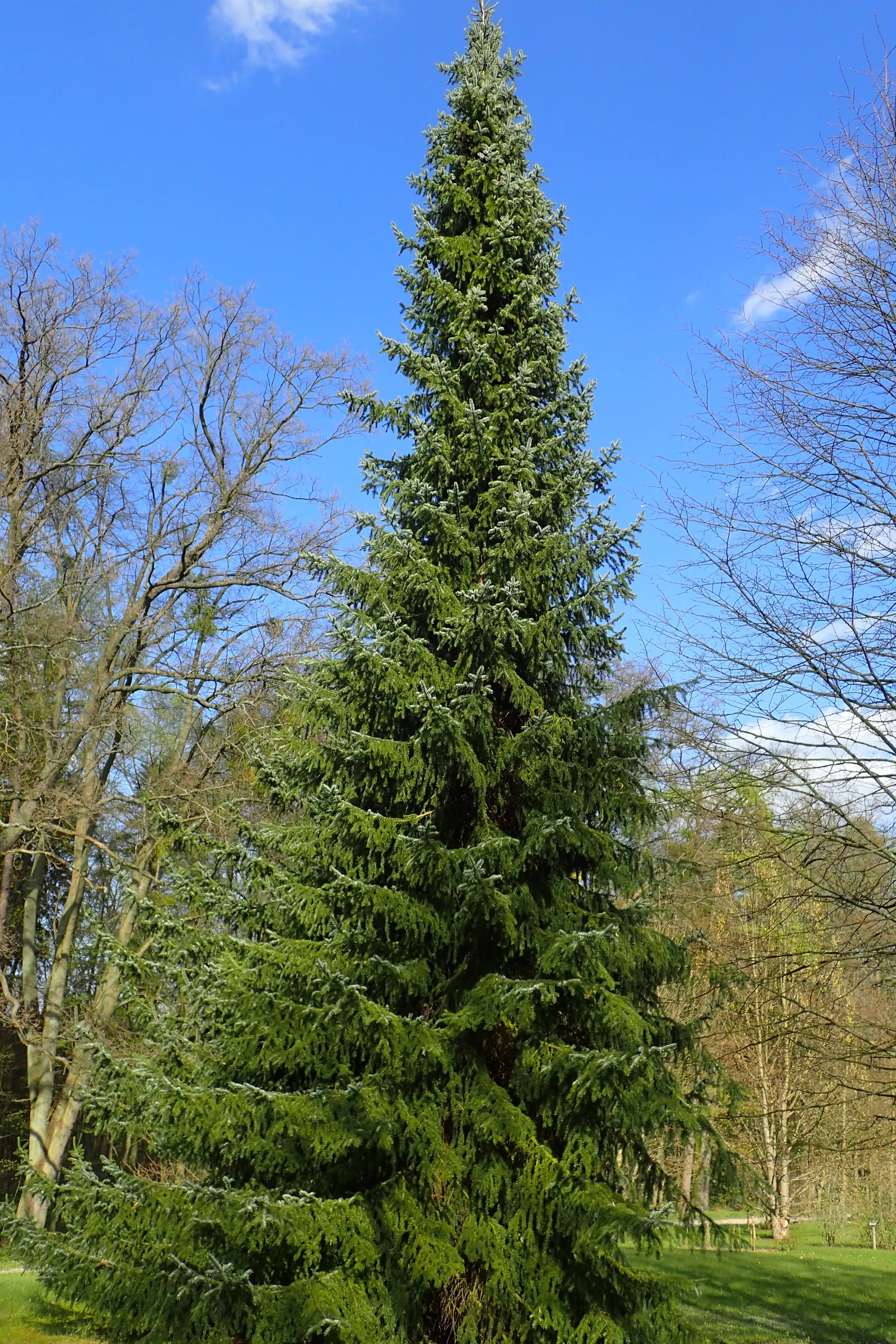 Serbian Spruce (Picea Omorika) — Slightly acidic to neutral pH levels are optimal for this species; making it an exquisite choice for vertical accent in
