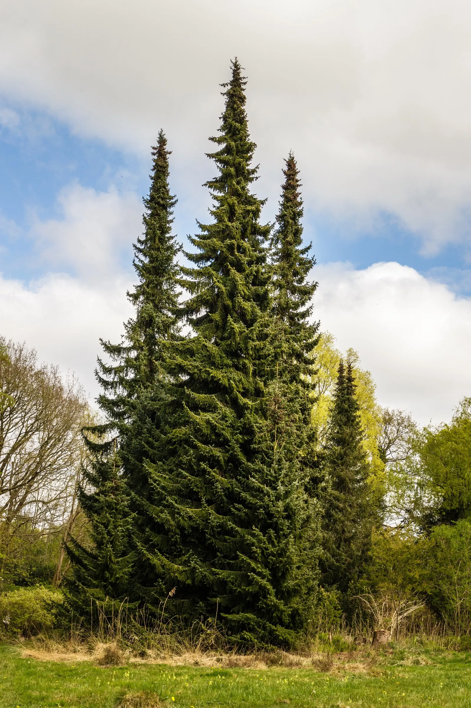 Serbian Spruce (Picea Omorika) — conifer / tree for full or half
