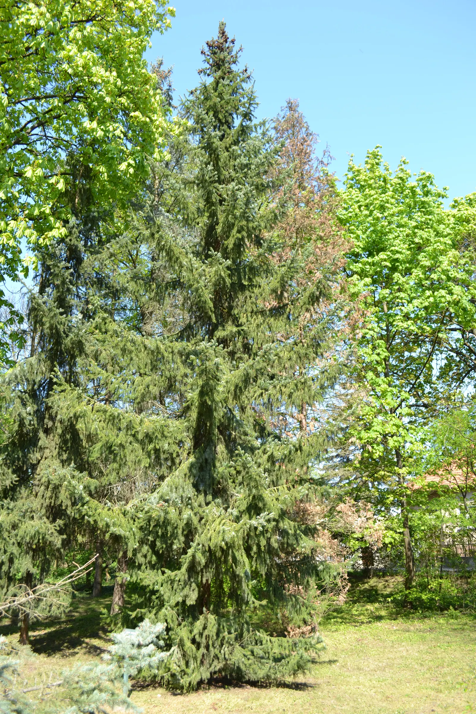 Serbian Spruce (Picea Omorika) — moderately drought-tolerant