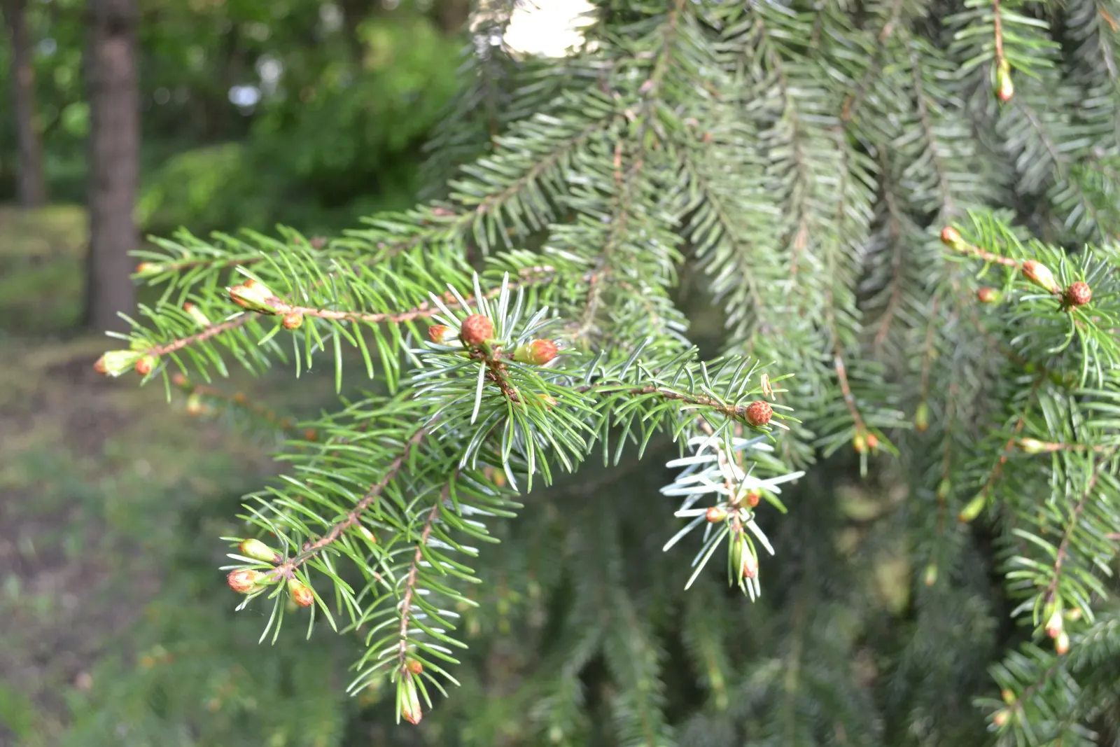 Serbian Spruce (Picea Omorika) — Its resistance to pests and disease further contributes to its desirability for garden settings