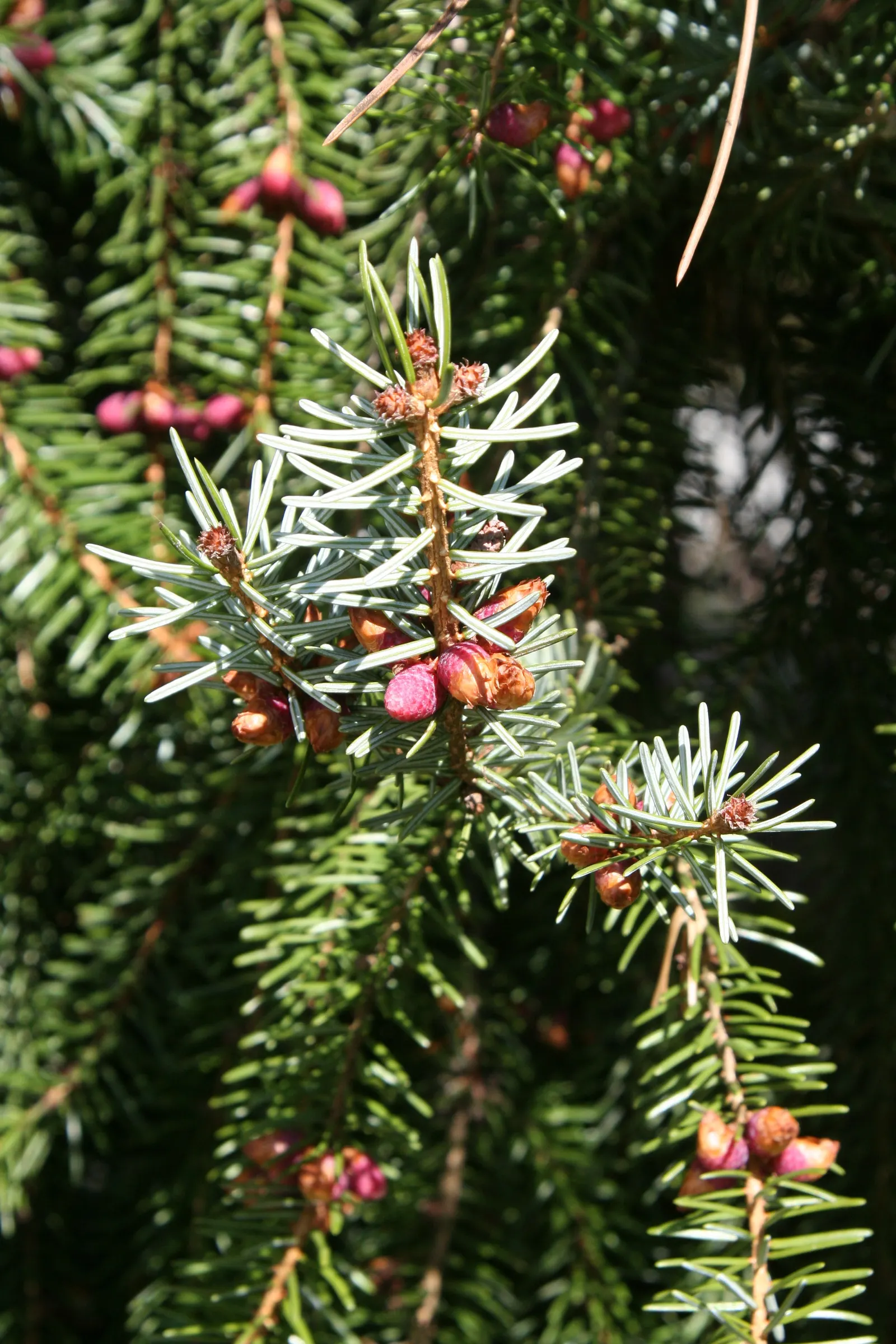 Serbian Spruce (Picea Omorika) — Serbian Spruce is relatively low maintenance; making it well-suited for smaller spaces or as an accent within larger