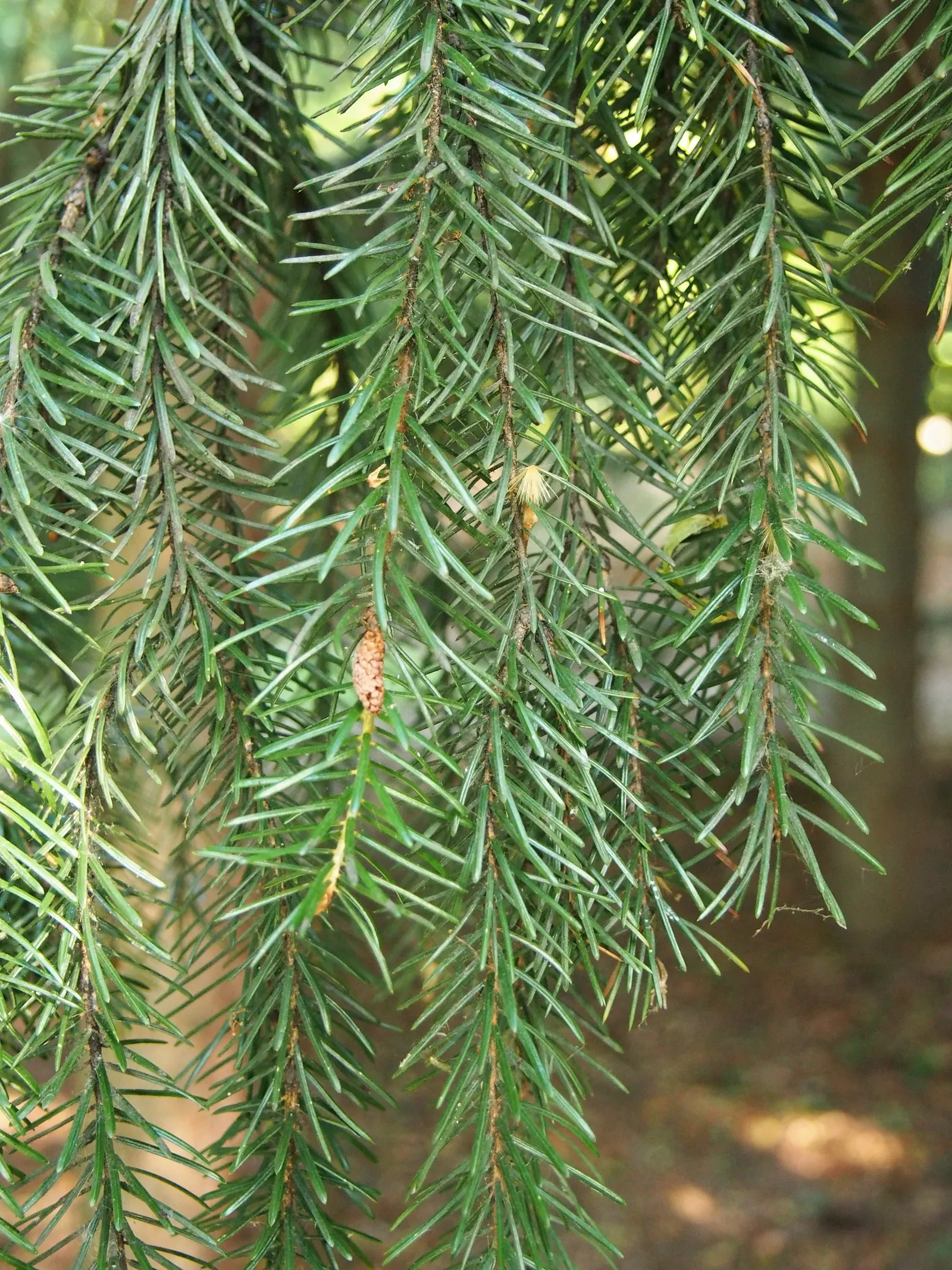 Serbian Spruce (Picea Omorika) — With its stately appearance and adaptability