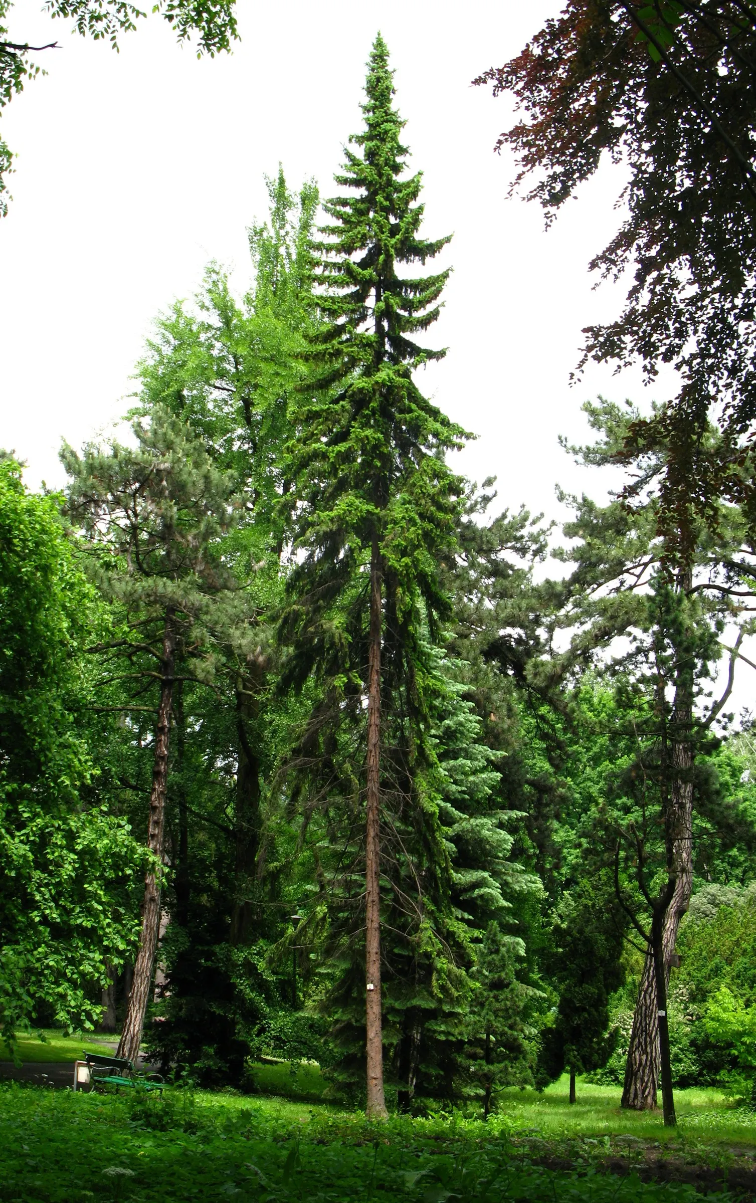 Serbian Spruce (Picea Omorika) — dark green needles that are accented by a distinctive silvery-blue underside